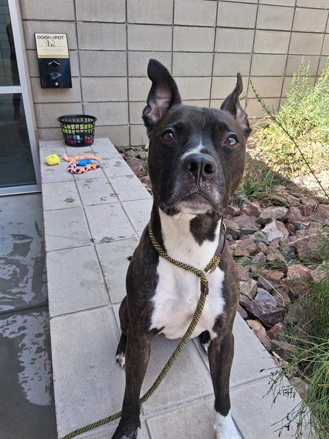 Enlarge JACKSON, a Adoptable mixed breed in Mesa, AZ image 1/1