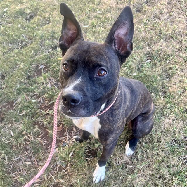 Enlarge JACKSON, a Adoptable mixed breed in Mesa, AZ image 1/1