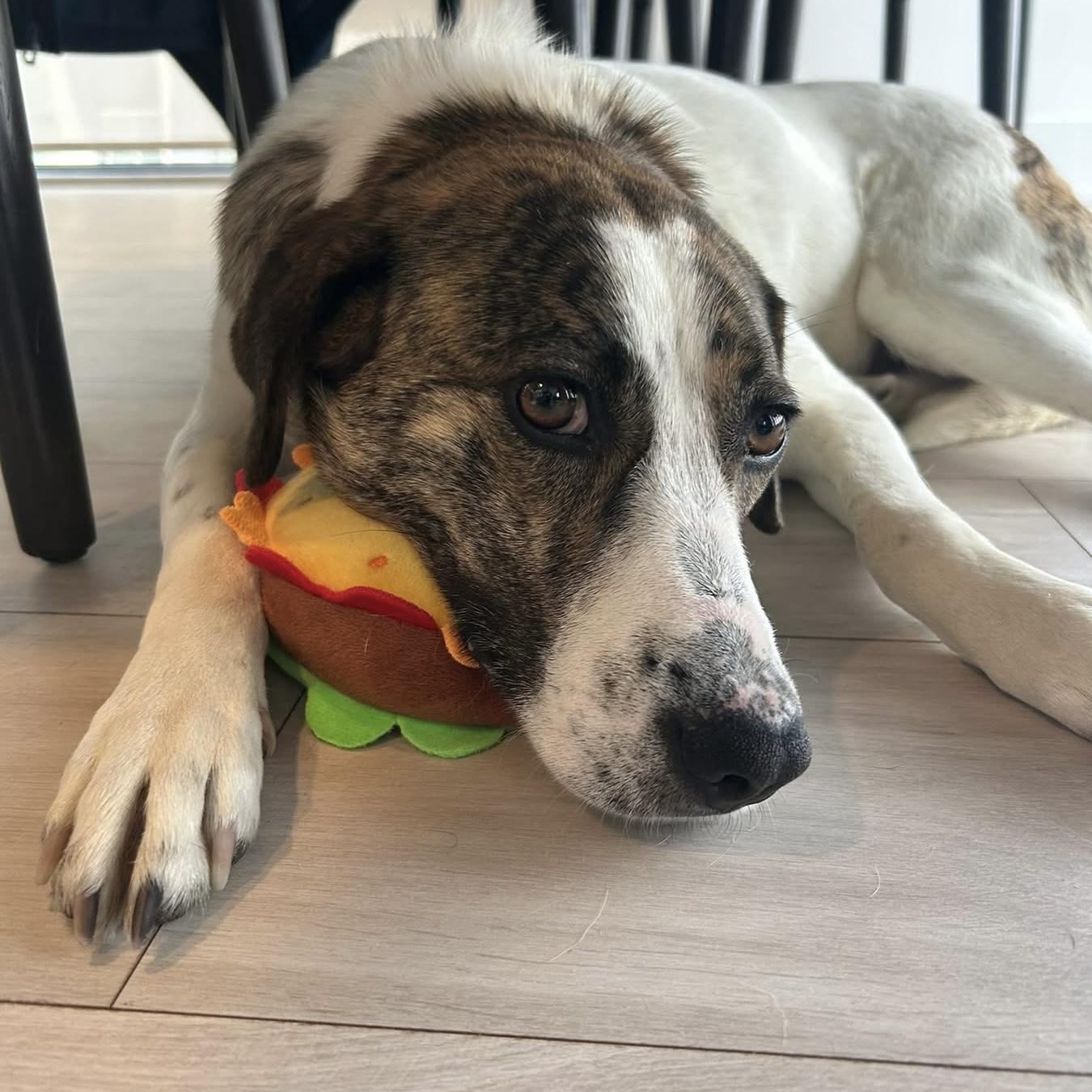 Enlarge Madison, a ADOPTABLE mixed breed in Kingston, ON image 1/6