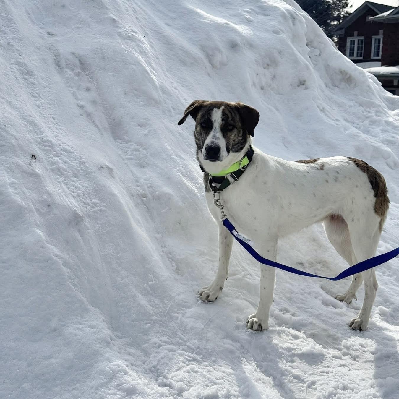 Enlarge Madison, a ADOPTABLE mixed breed in Kingston, ON image 4/6