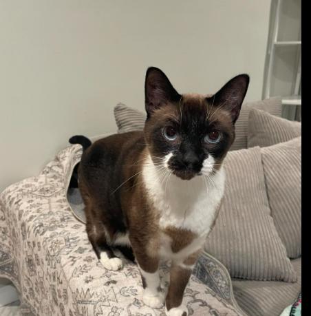 Enlarge Blue, an adopted Snowshoe in Staten Island, NY image 1/3