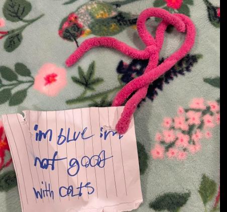 Enlarge Blue, an adopted Snowshoe in Staten Island, NY image 3/3