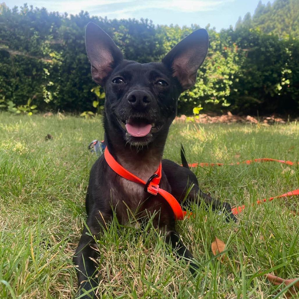 Lia, Adoptable, Adult Female Mixed Breed.