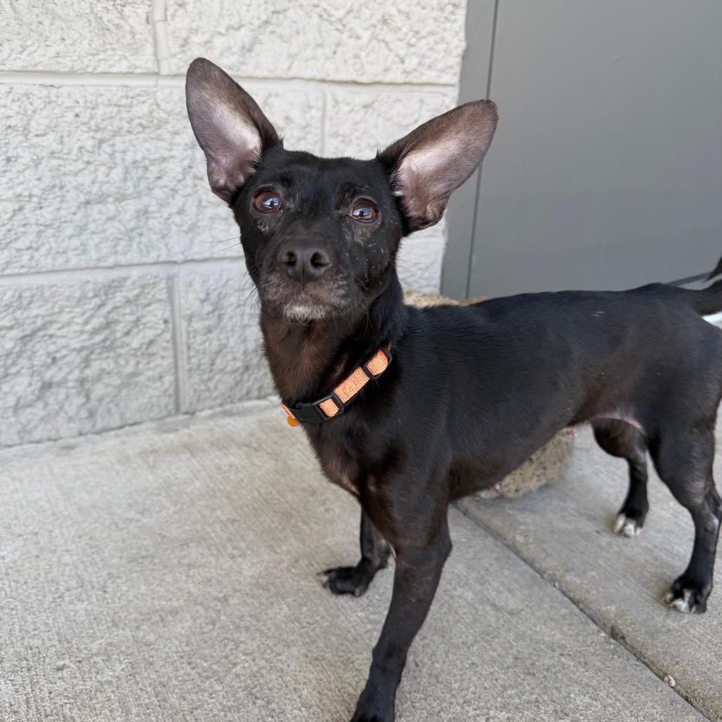 Lia, a Adoptable Mixed Breed in Bend, OR image 2/6