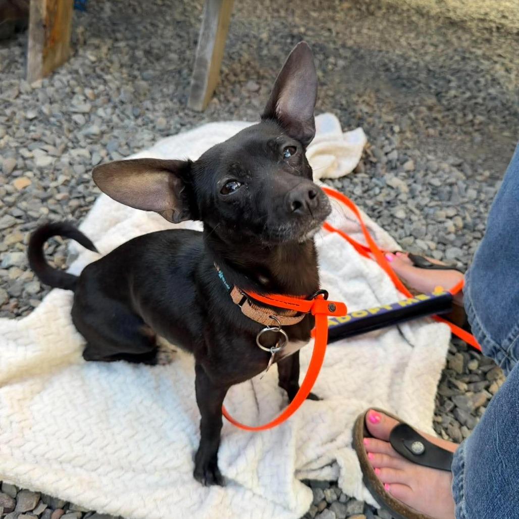 Lia, a Adoptable Mixed Breed in Bend, OR image 3/6