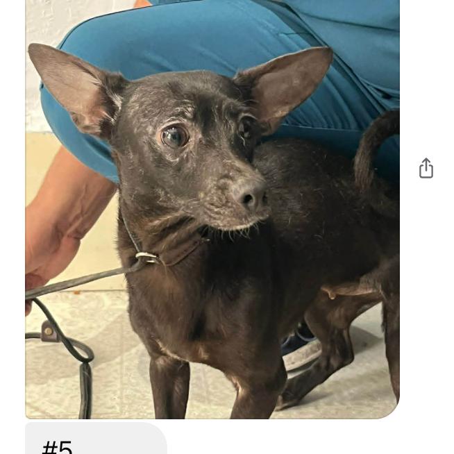 Lia, a Adoptable Mixed Breed in Bend, OR image 4/6
