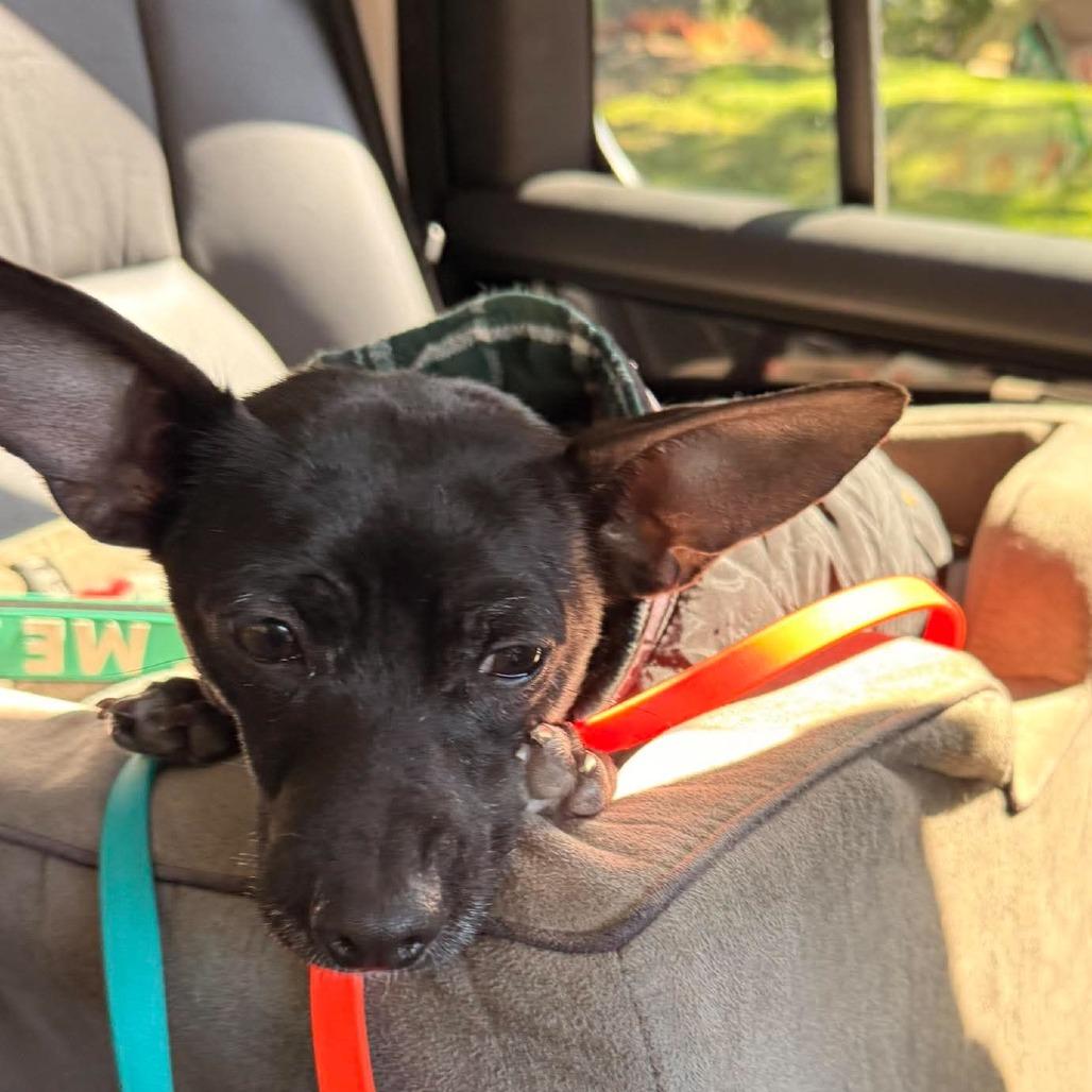 Lia, a Adoptable Mixed Breed in Bend, OR image 6/6