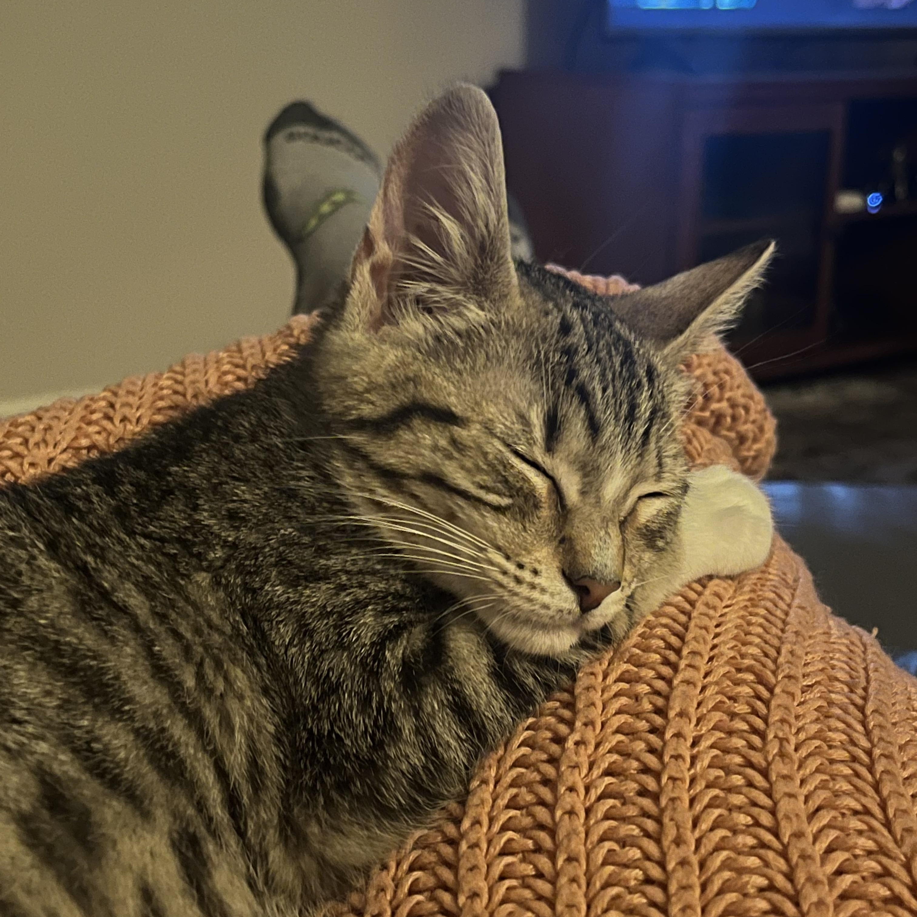 Enlarge Punky Brewster, a ADOPTABLE Tabby in Avondale, PA image 2/4
