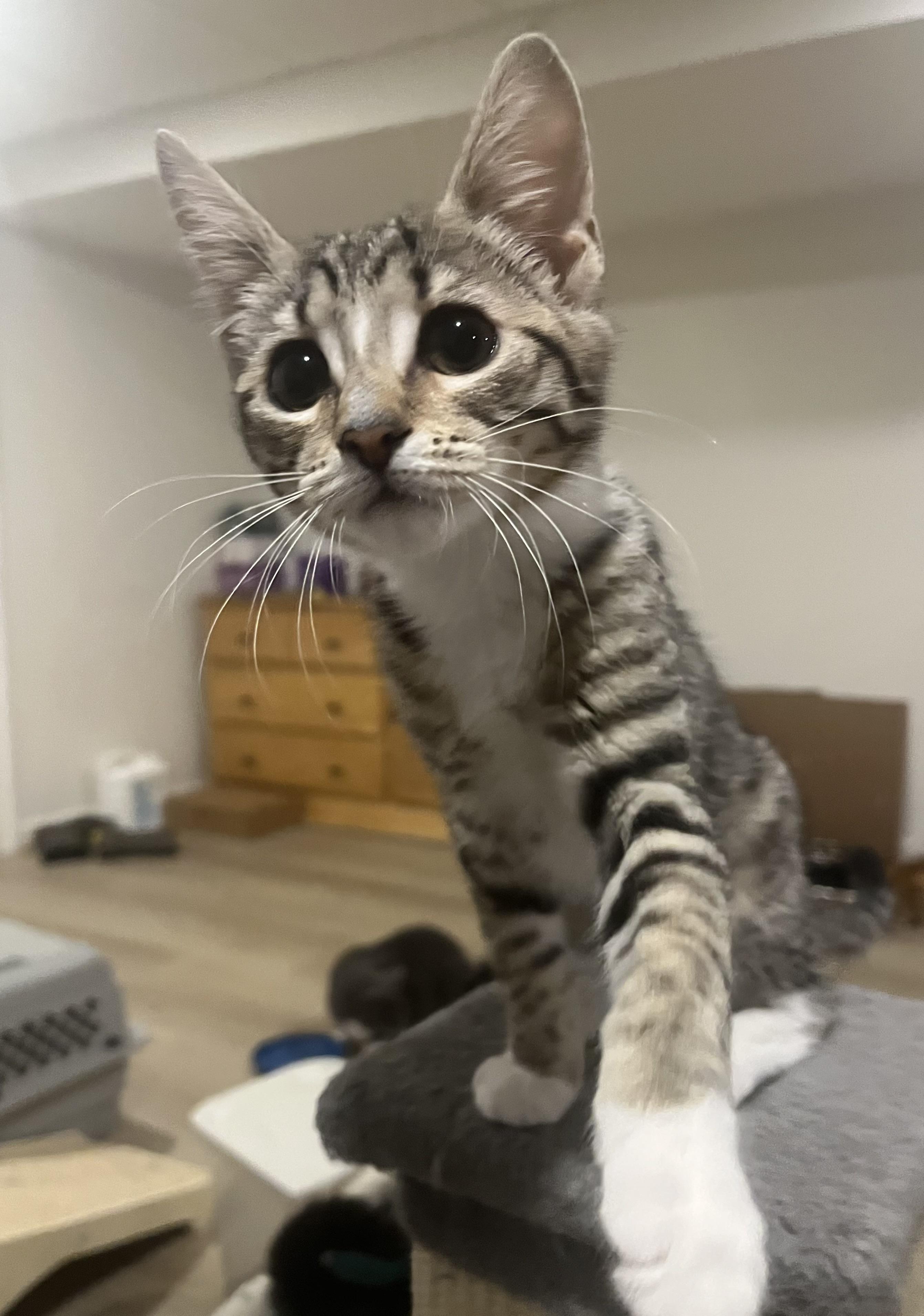 Enlarge Punky Brewster, a ADOPTABLE Tabby in Avondale, PA image 3/4