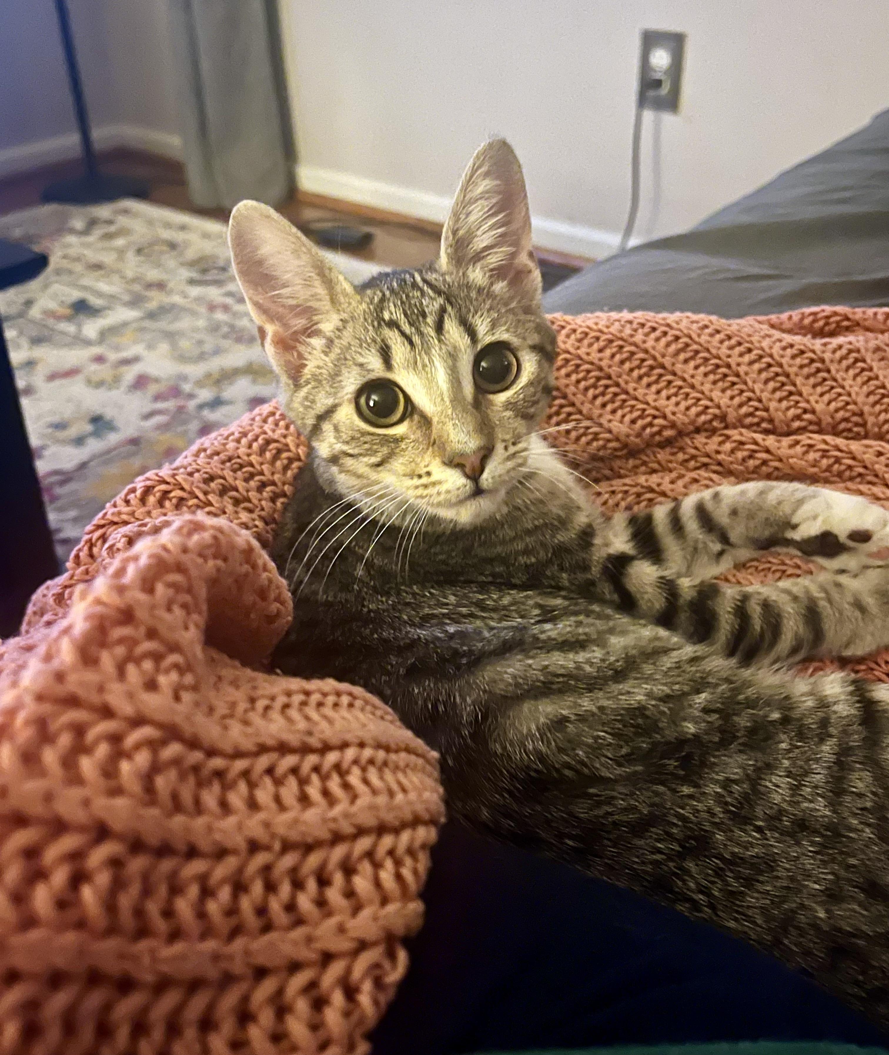 Enlarge Punky Brewster, a ADOPTABLE Tabby in Avondale, PA image 1/4
