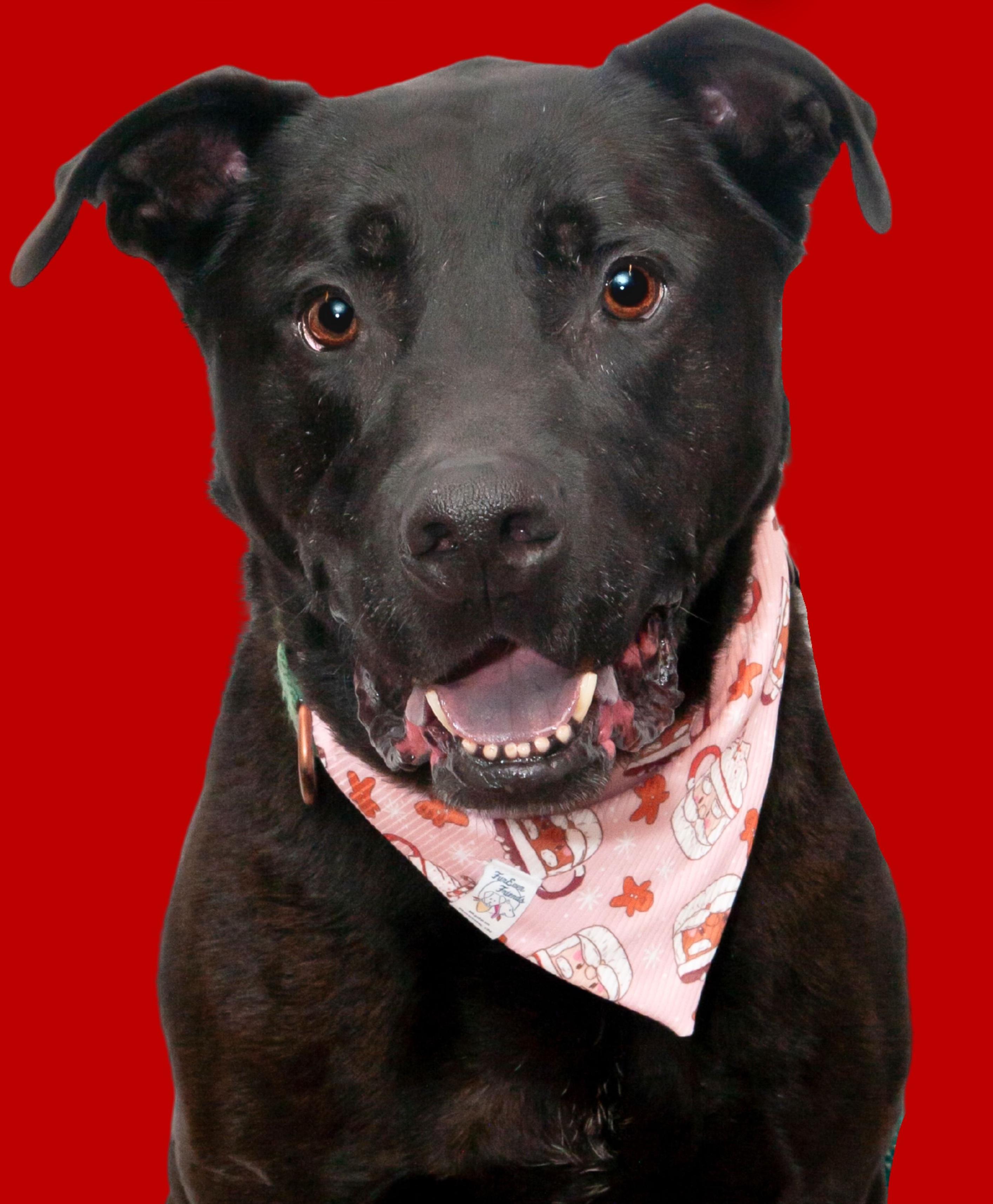 Crowley, a Adoptable mixed breed in Columbia, TN image 1/6