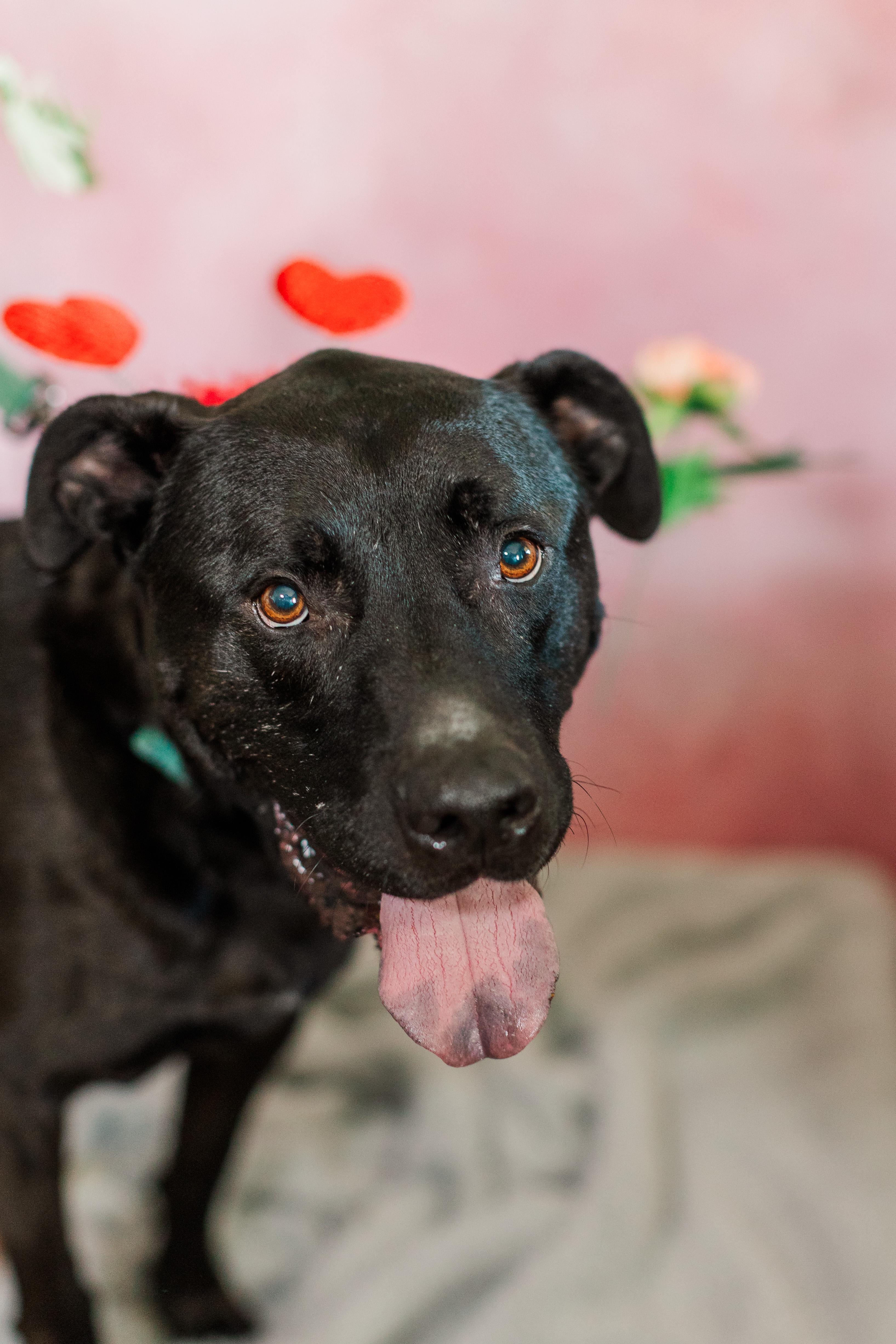 Crowley, a Adoptable mixed breed in Columbia, TN image 2/6