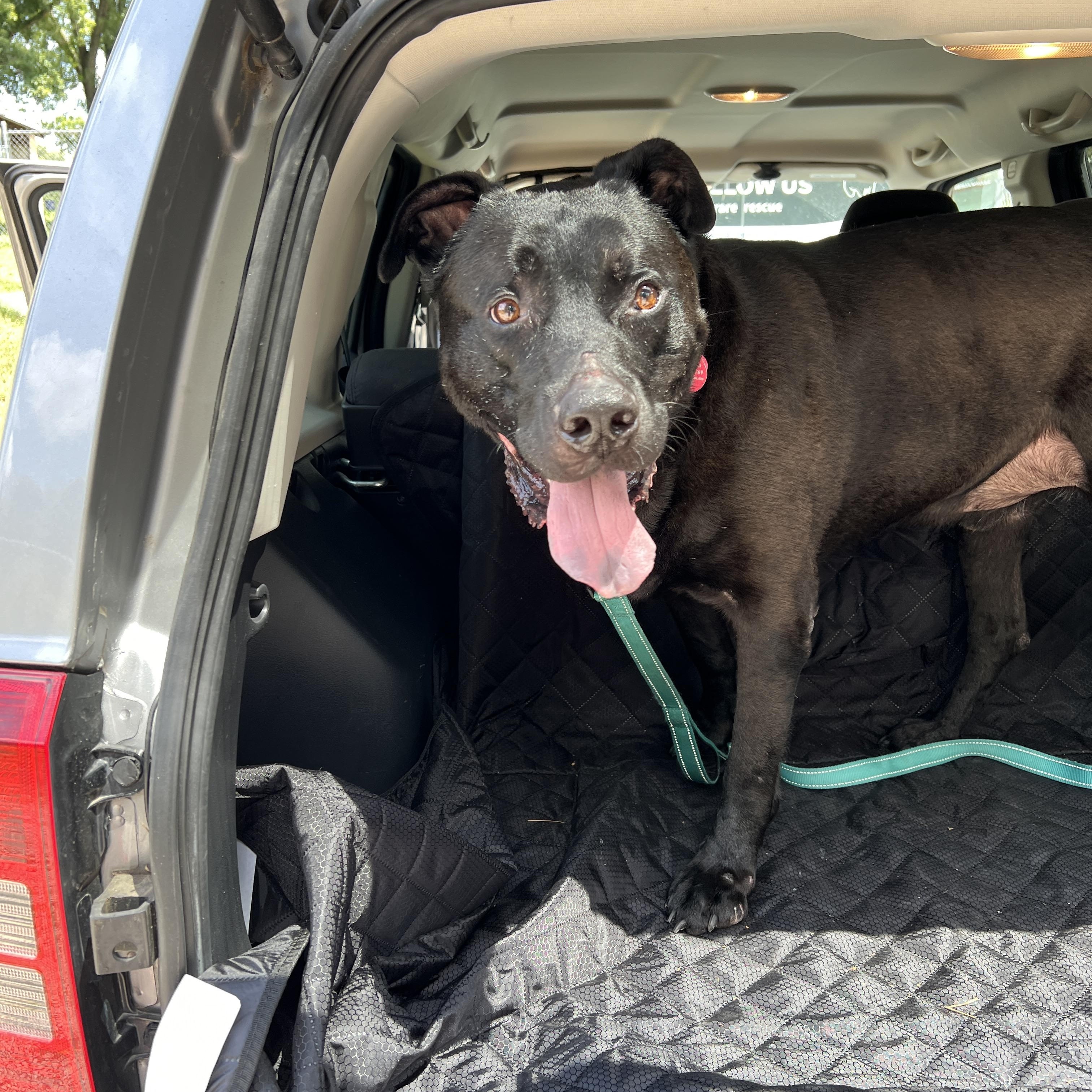 Crowley, a Adoptable mixed breed in Columbia, TN image 5/6