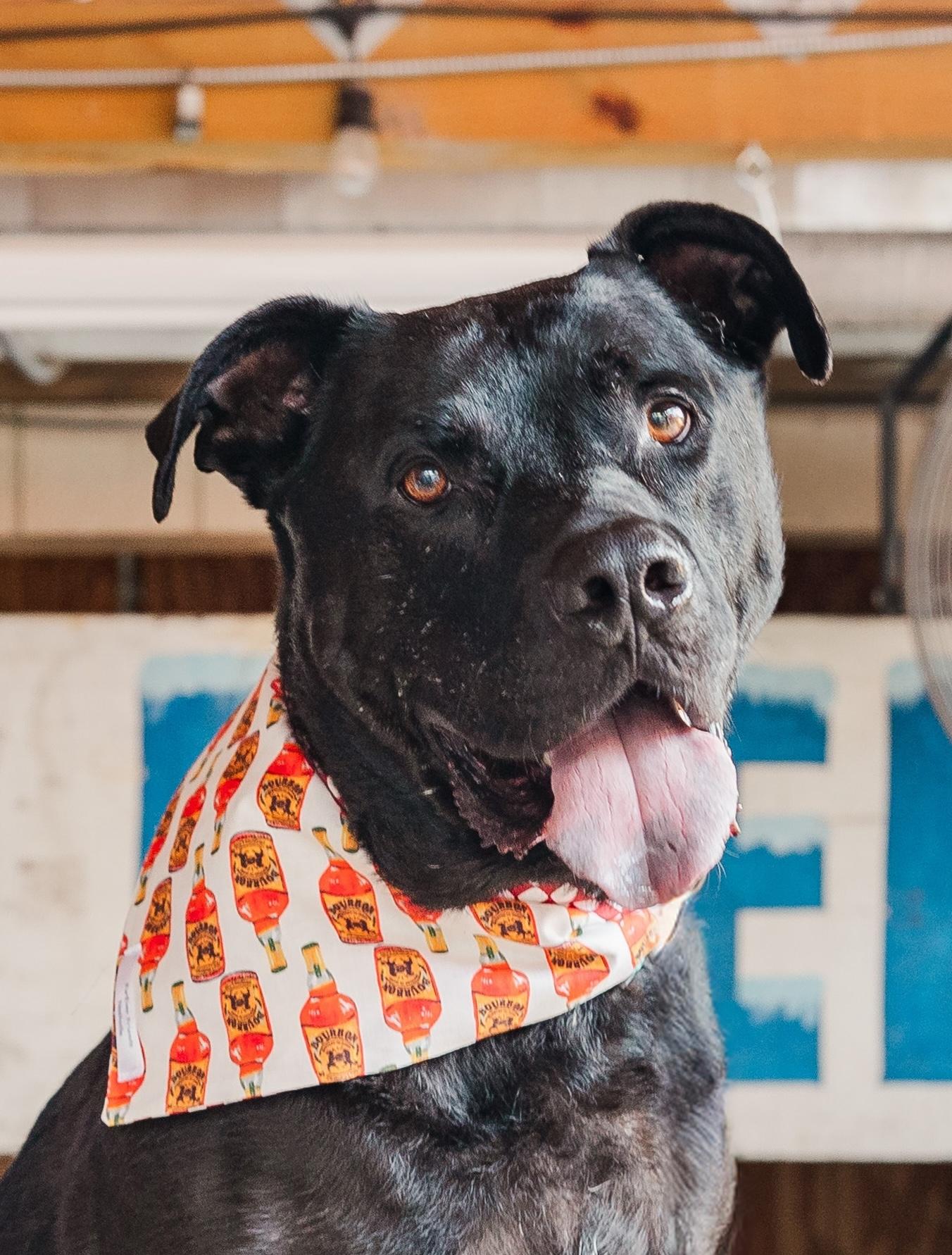 Crowley, a Adoptable mixed breed in Columbia, TN image 3/6