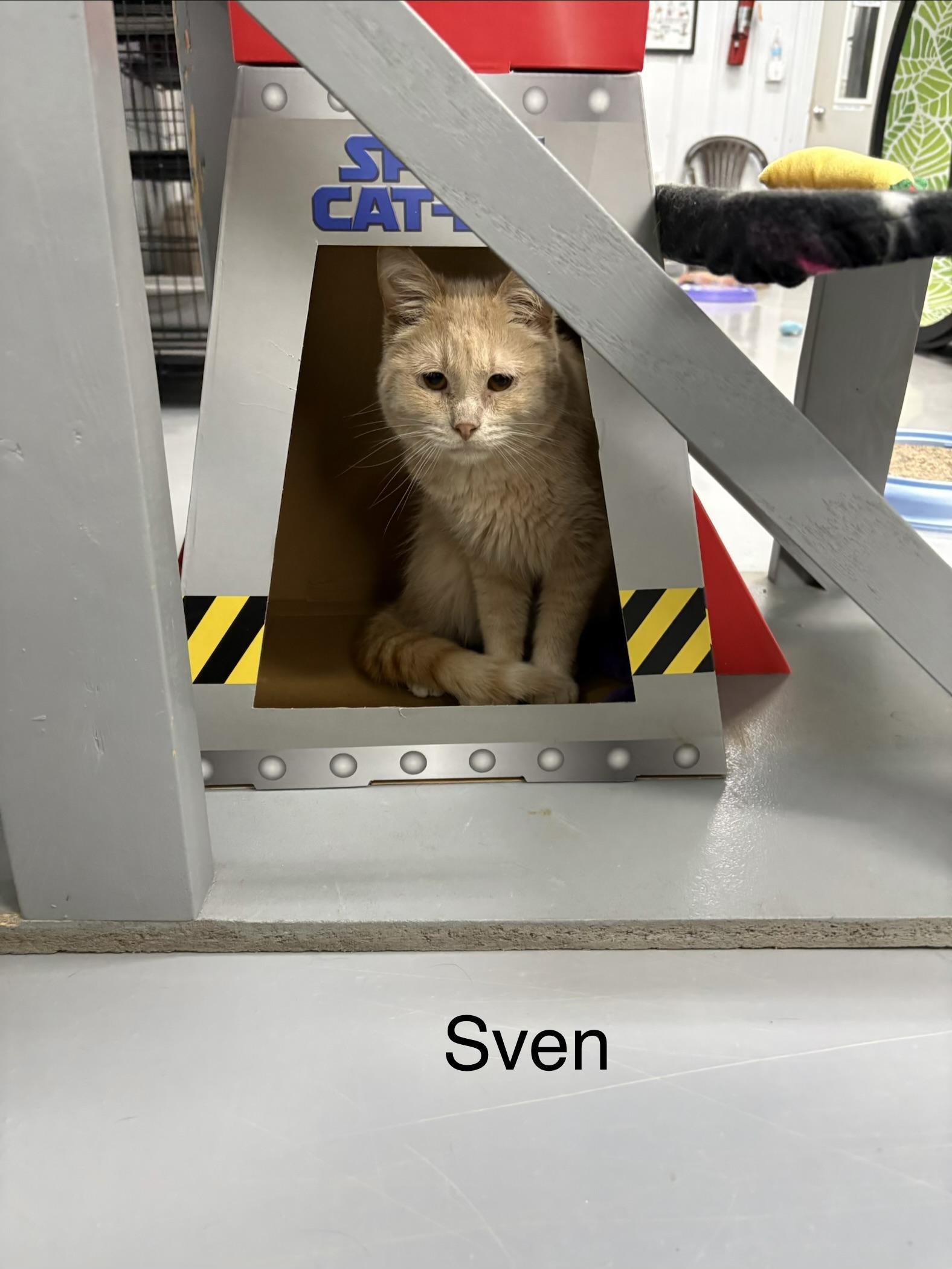 Sven, Adopted, Adult Male American Shorthair.
