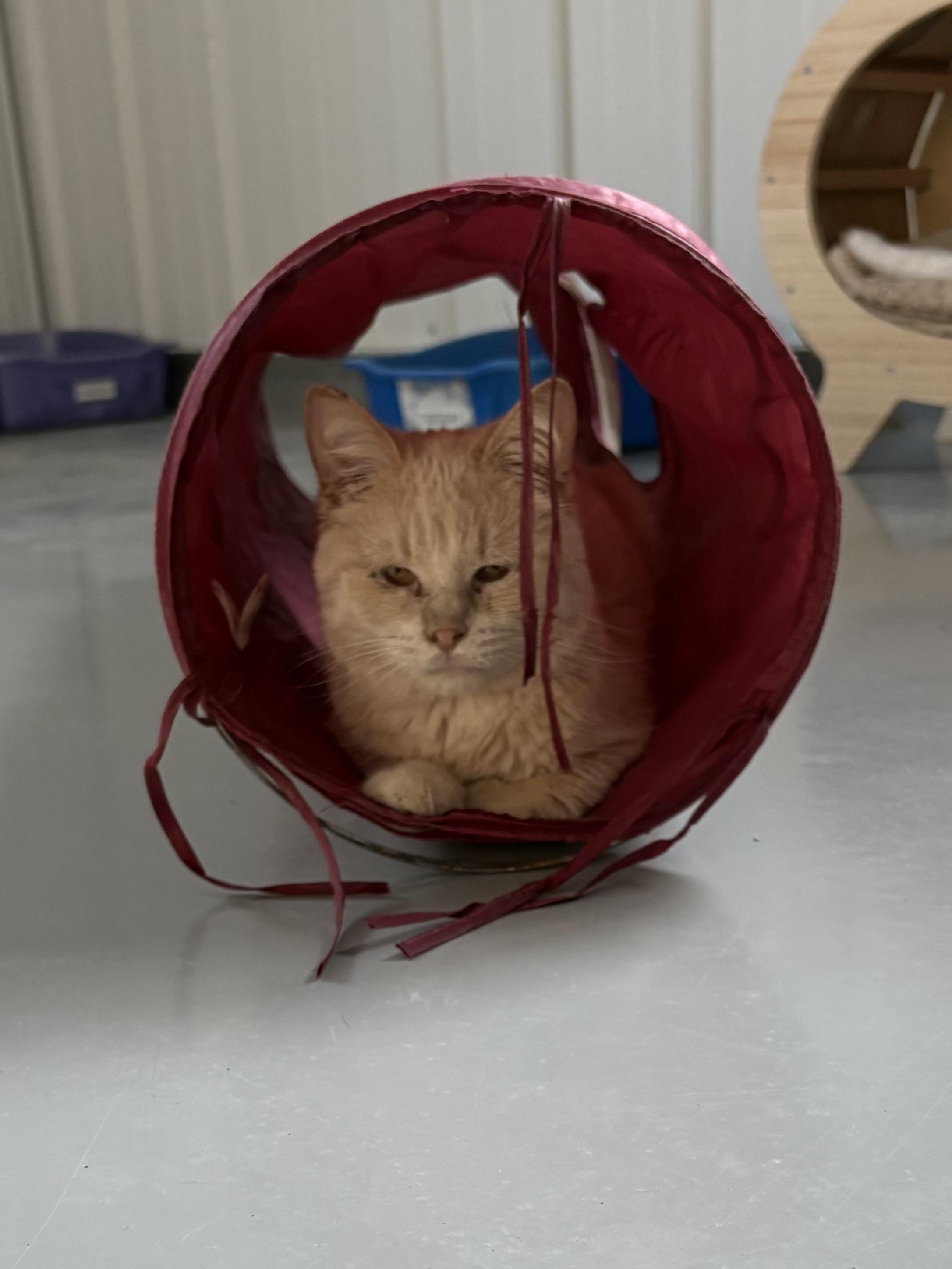 Enlarge Sven, a Adopted American Shorthair in Big Rapids, MI image 2/4