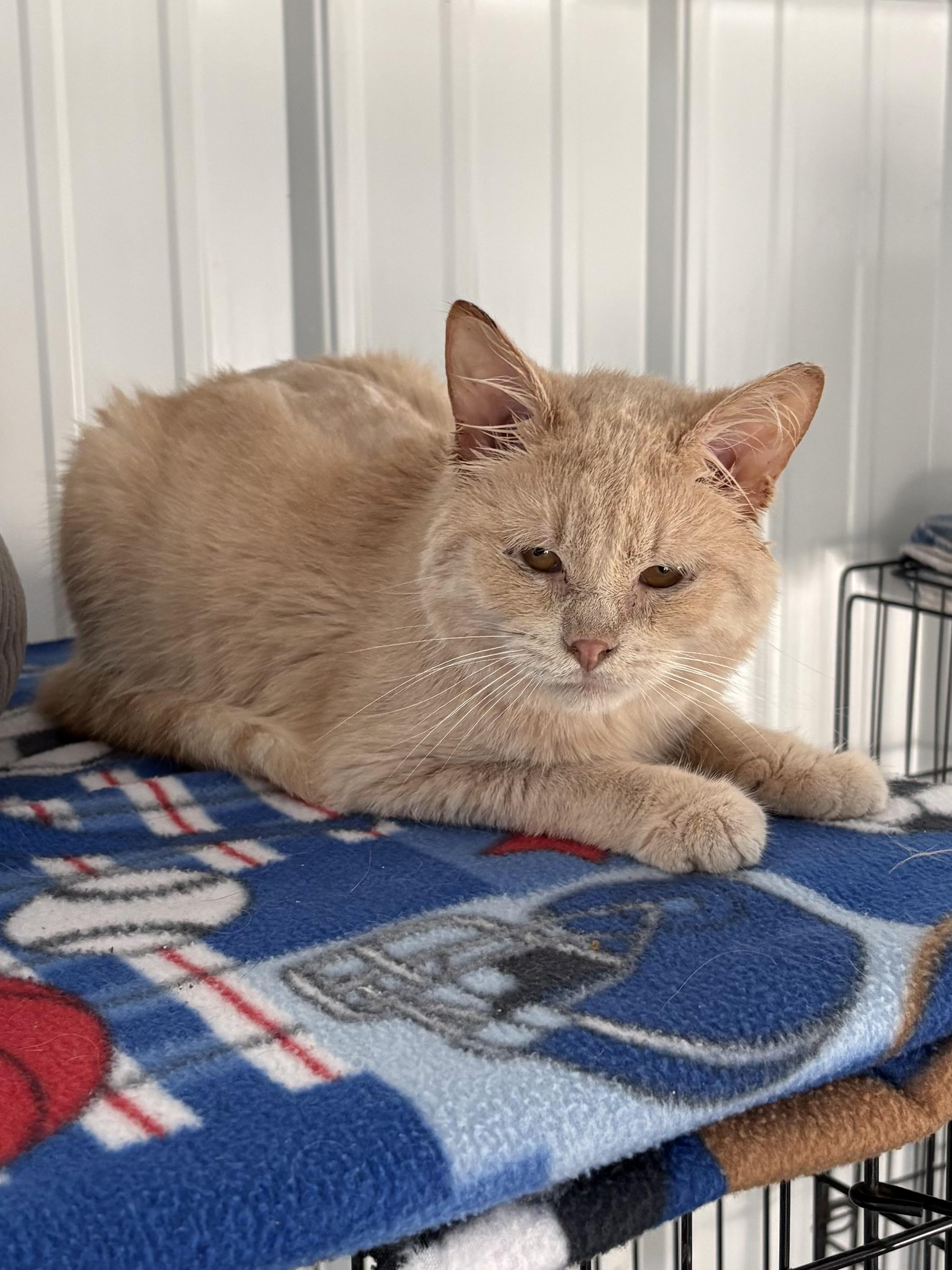 Enlarge Sven, a Adopted American Shorthair in Big Rapids, MI image 3/4
