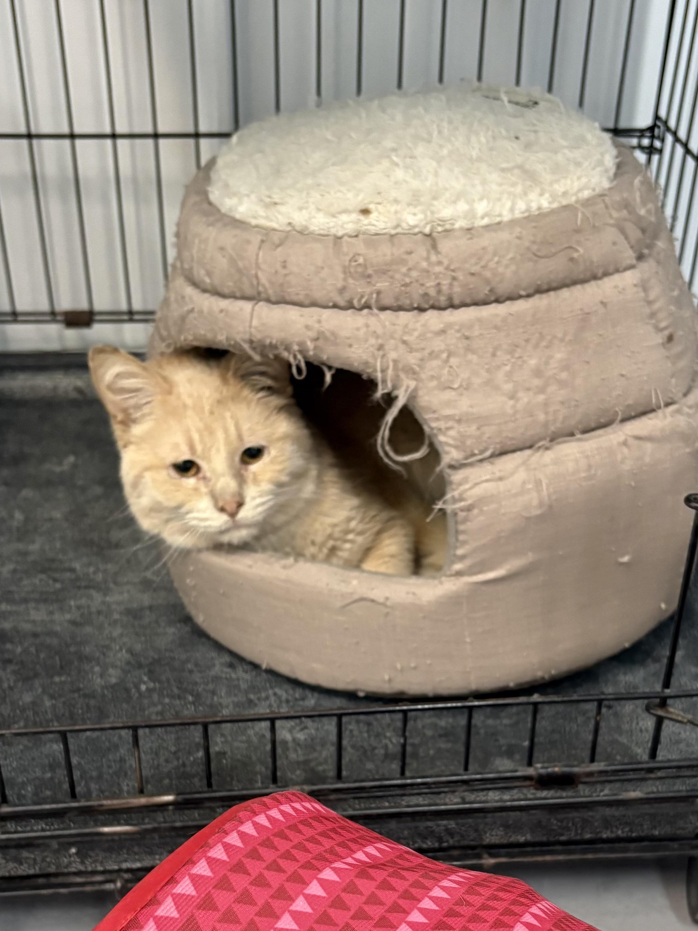 Enlarge Sven, a Adopted American Shorthair in Big Rapids, MI image 4/4