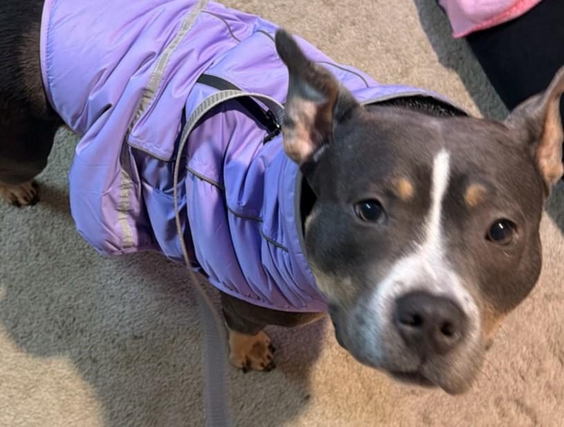 BELLA, Adoptable, Adult Female Staffordshire Bull Terrier.