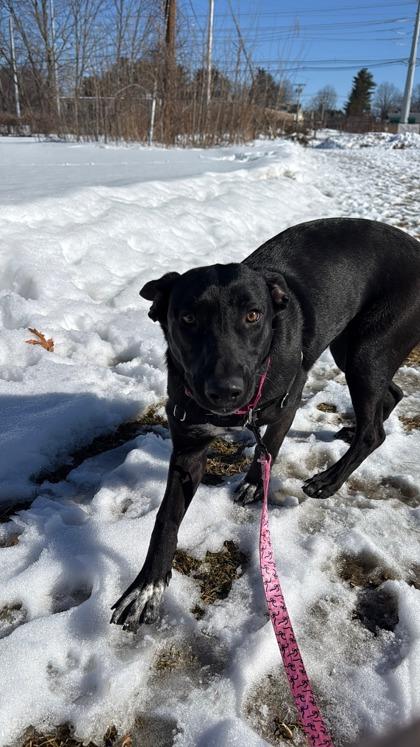 Enlarge Holly, an adopted mixed breed in Salem, NH image 2/4