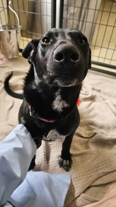 Holly, ADOPTABLE, Puppy Female Shepherd.