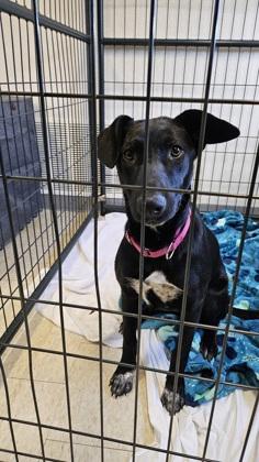 Holly, a ADOPTABLE mixed breed in Salem, NH image 2/3