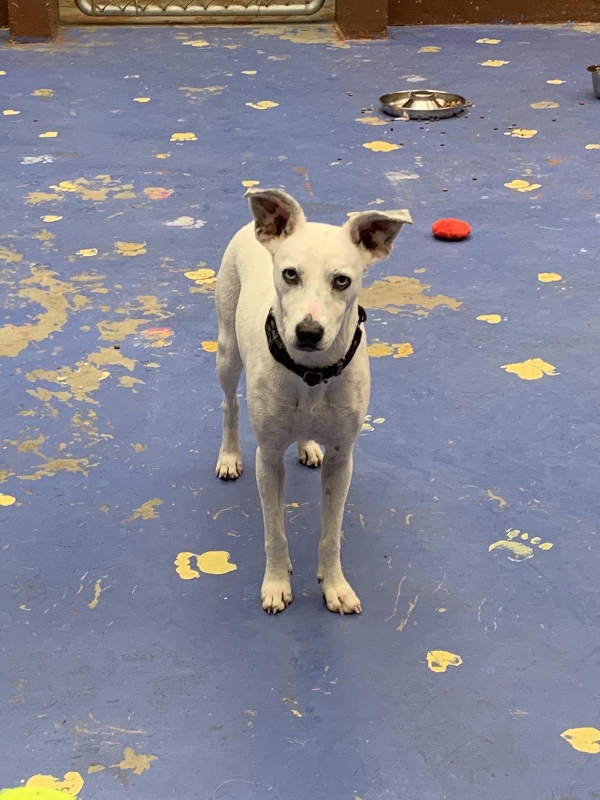 Enlarge Minnie, a ADOPTABLE mixed breed in Towanda, PA image 1/1