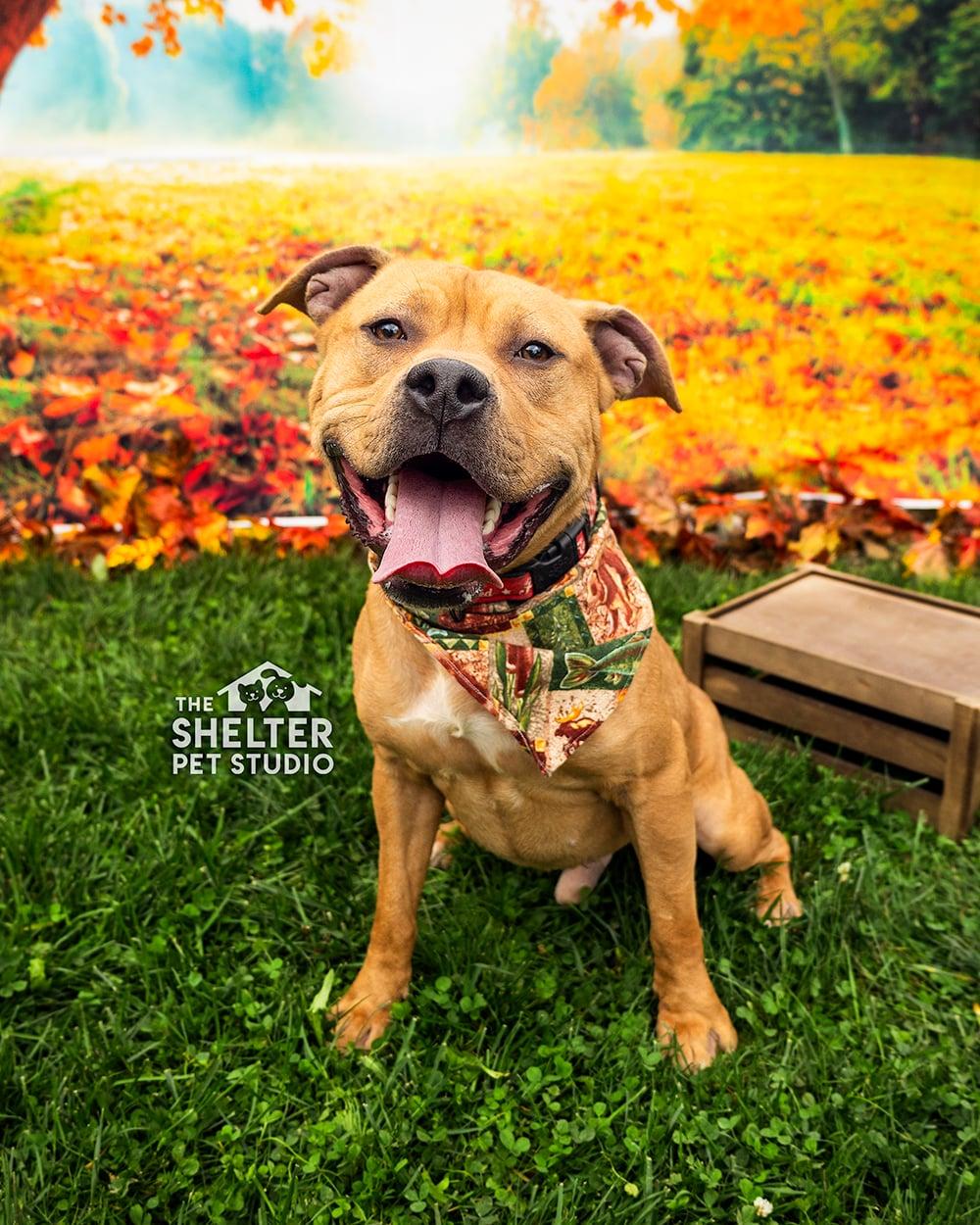 Otter AVAILABLE, Adoptable, Young Male American Bully & Shar-Pei.