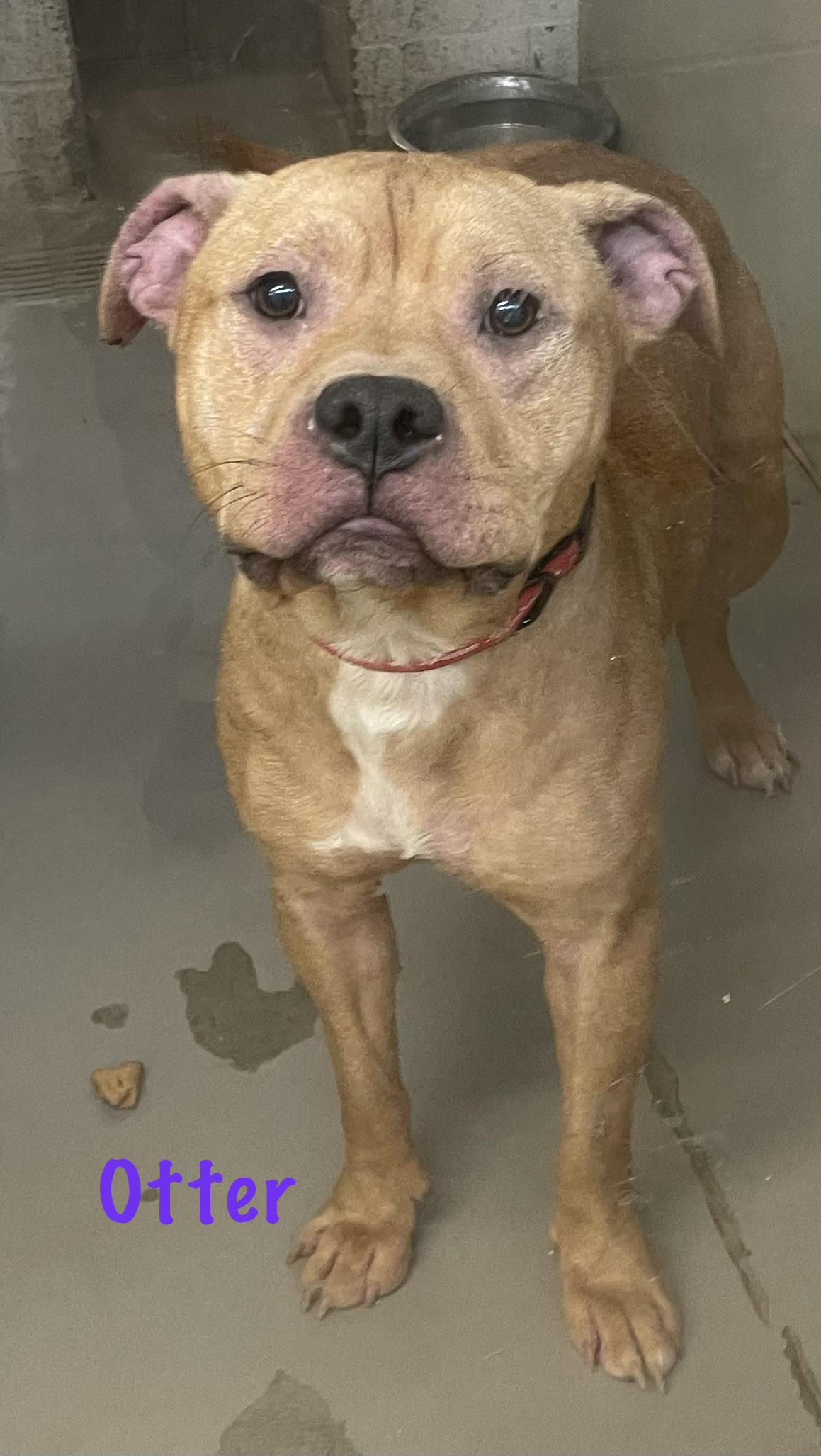 Enlarge Otter AVAILABLE, a Adoptable mixed breed in Canton, OH image 2/6