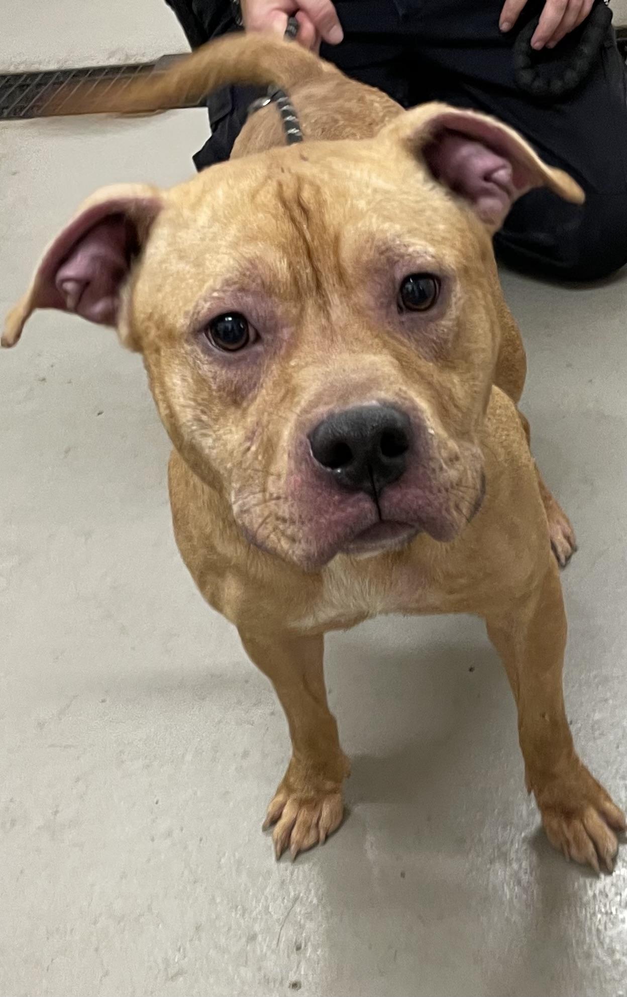Enlarge Otter AVAILABLE, a Adoptable mixed breed in Canton, OH image 3/6