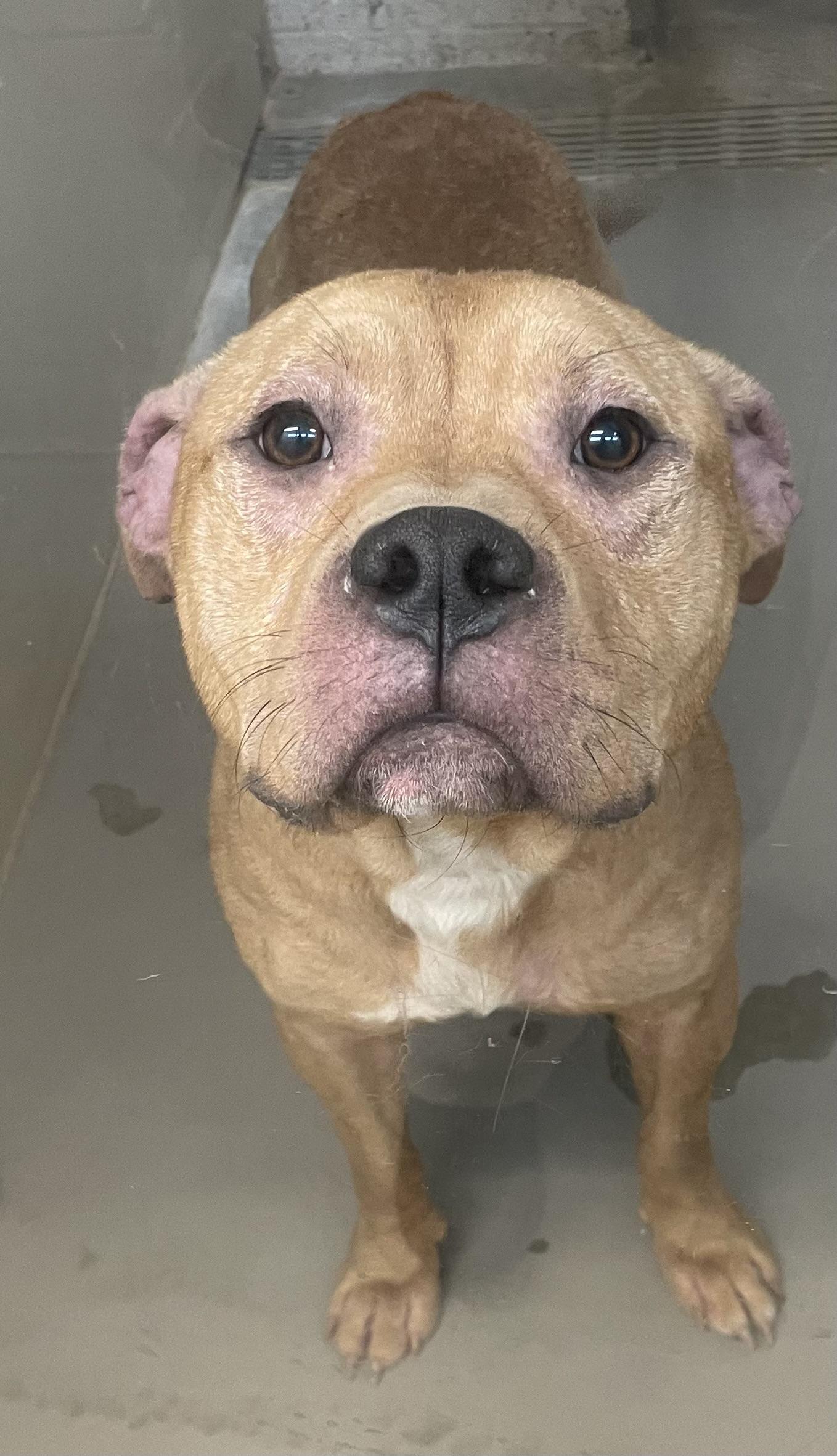 Enlarge Otter AVAILABLE, a Adoptable mixed breed in Canton, OH image 5/6