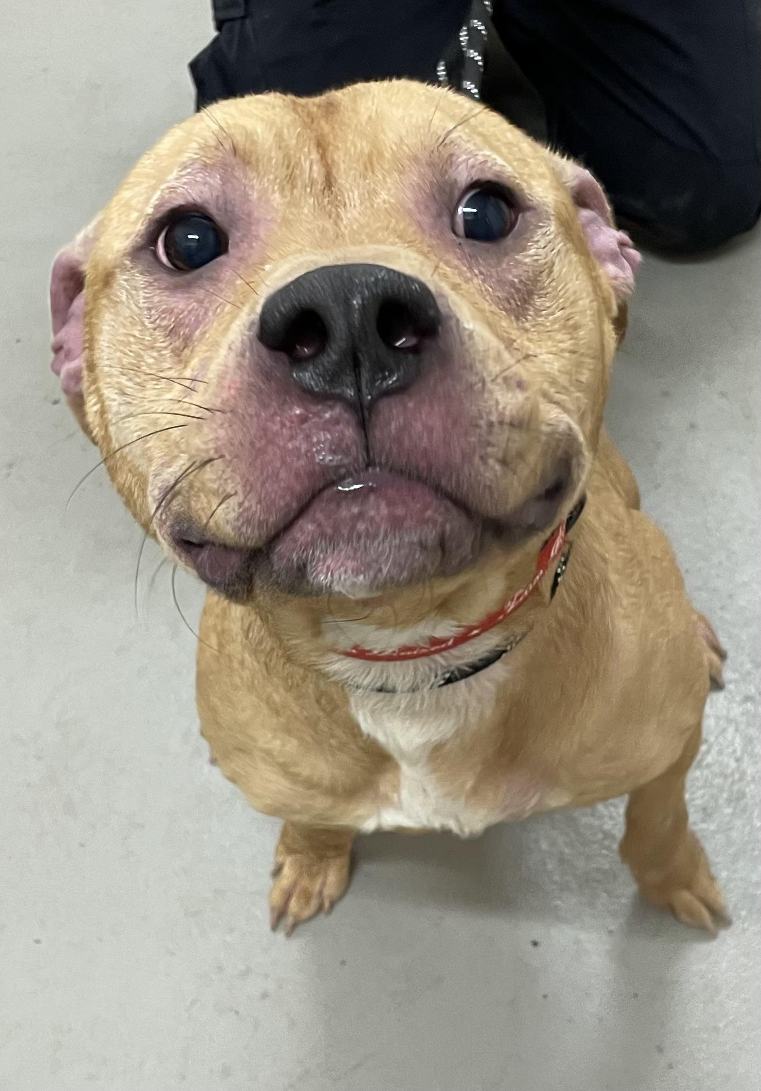 Enlarge Otter AVAILABLE, a Adoptable mixed breed in Canton, OH image 4/6