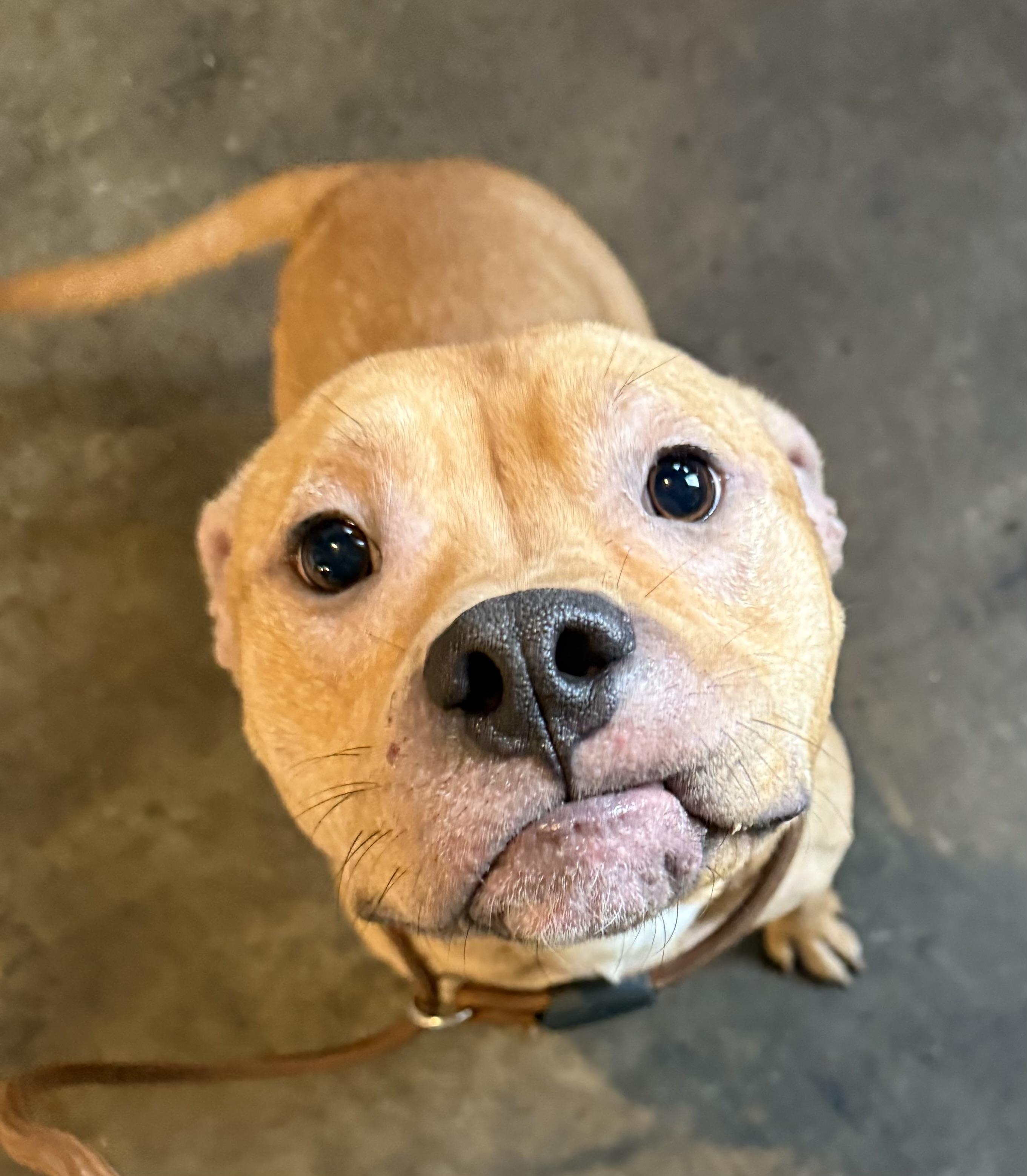 Enlarge Otter AVAILABLE, a Adoptable mixed breed in Canton, OH image 6/6