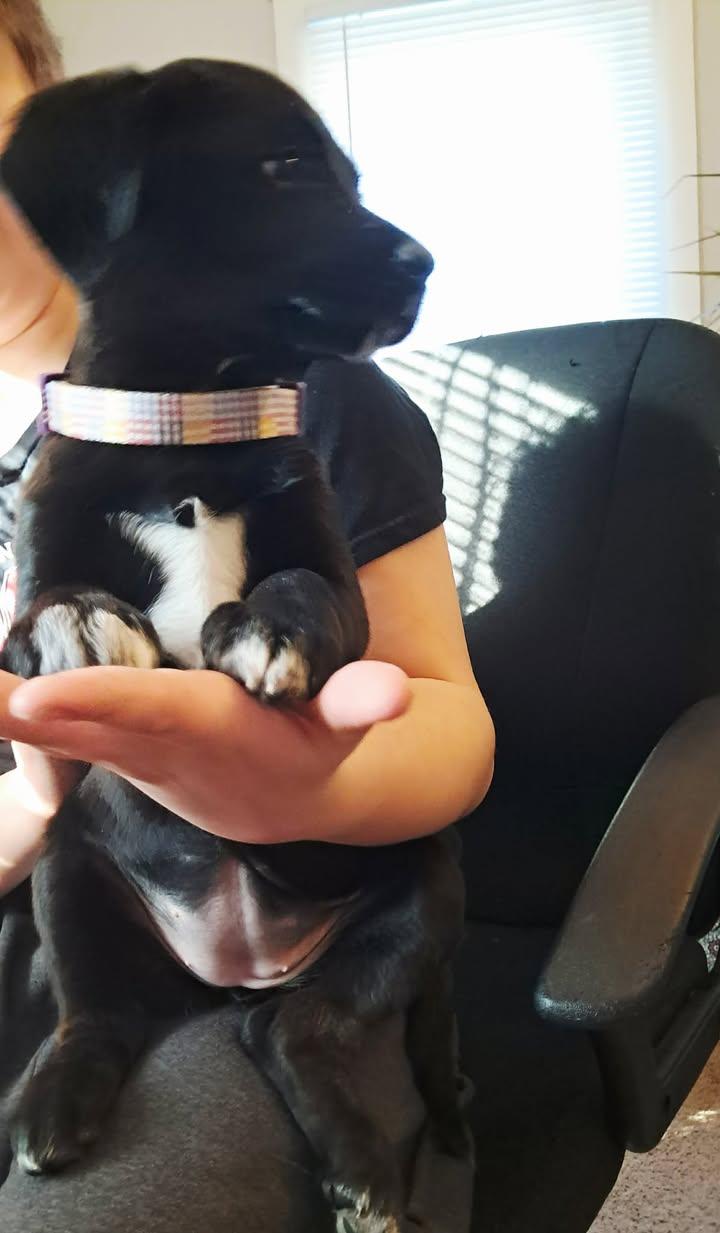 Enlarge LilyBeth, an adopted mixed breed in Dubuque, IA image 4/5