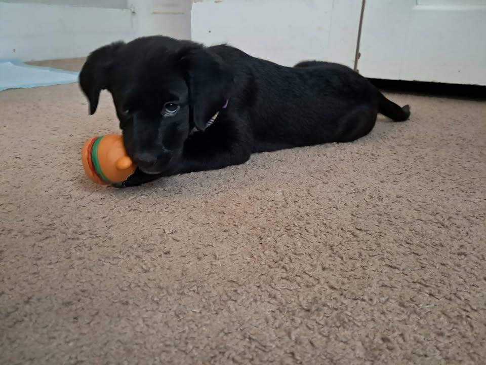 LilyBeth, adopted, Puppy Female Australian Shepherd & Chocolate Labrador Retriever.