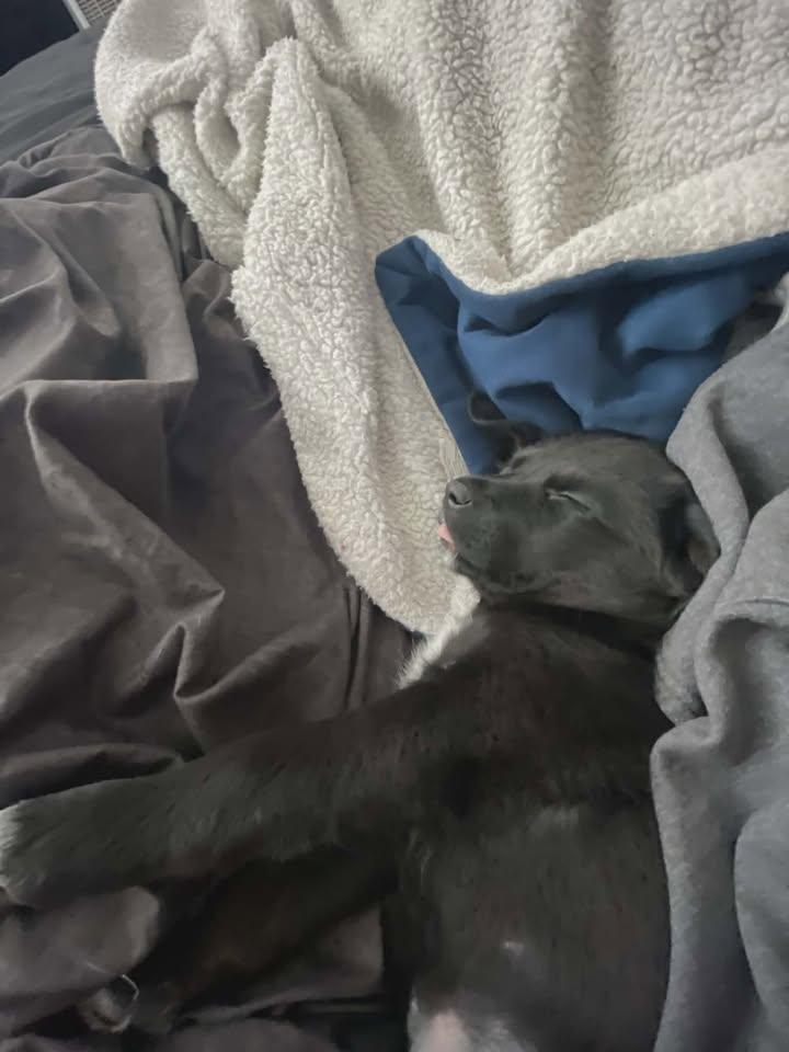 Enlarge LilyBeth, an adopted mixed breed in Dubuque, IA image 5/5