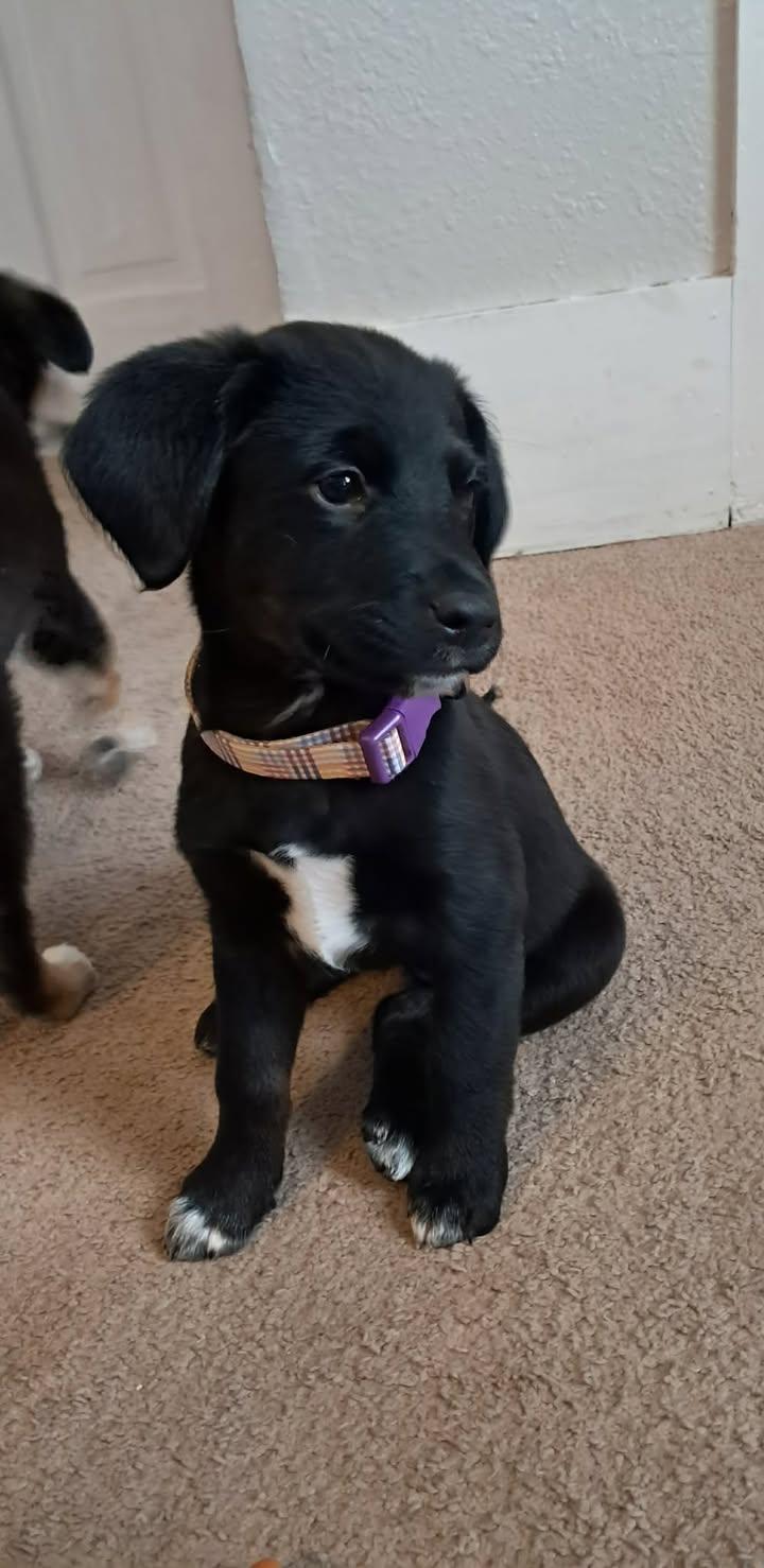 Enlarge LilyBeth, an adopted mixed breed in Dubuque, IA image 2/5