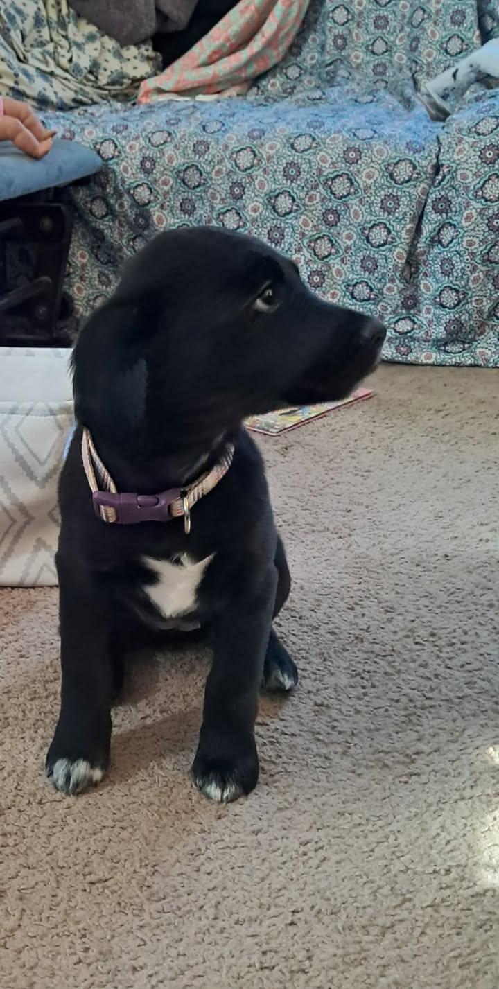 Enlarge LilyBeth, an adopted mixed breed in Dubuque, IA image 3/5