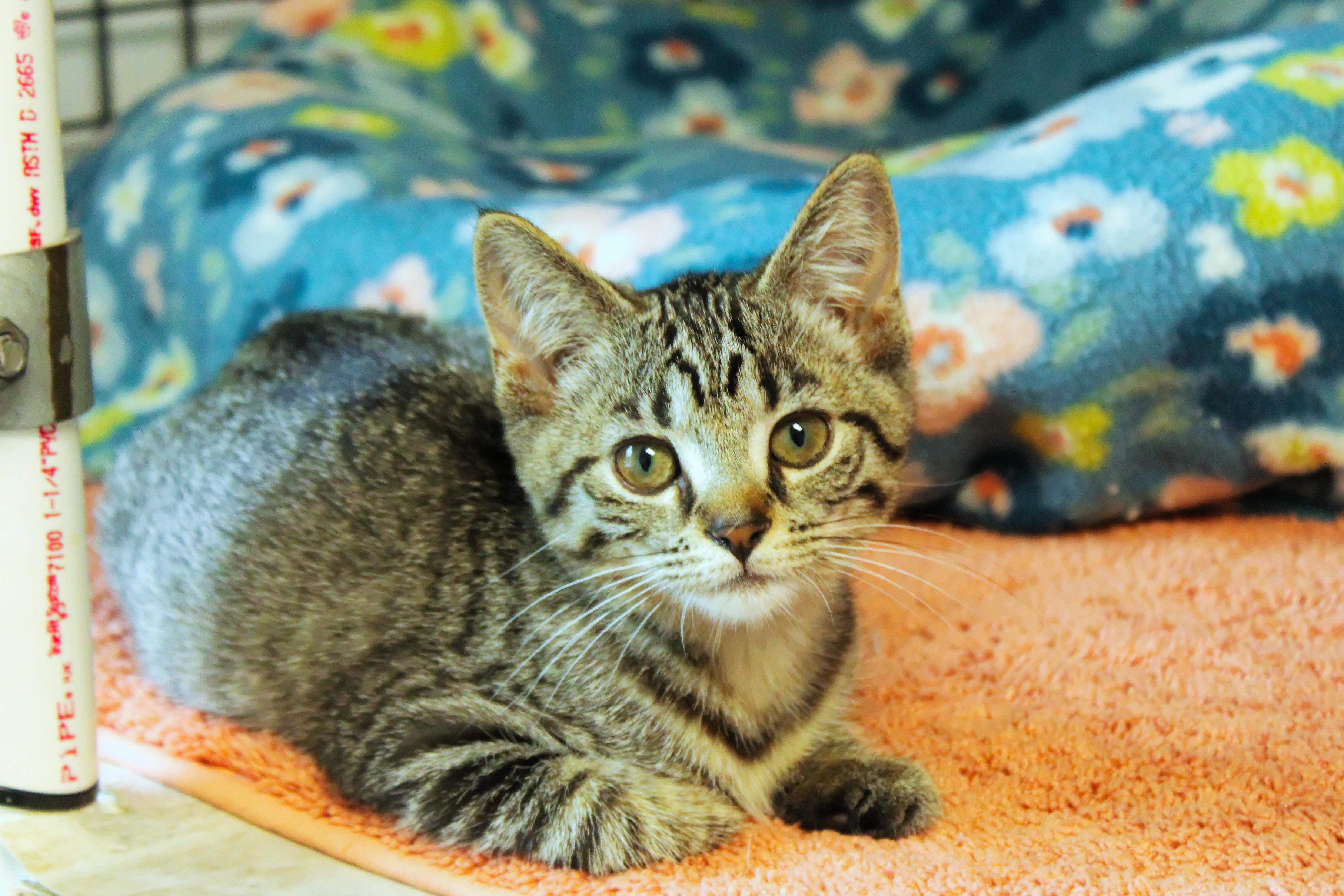 Enlarge Hazel, a Adoptable Domestic Short Hair in Urbana, OH image 5/6
