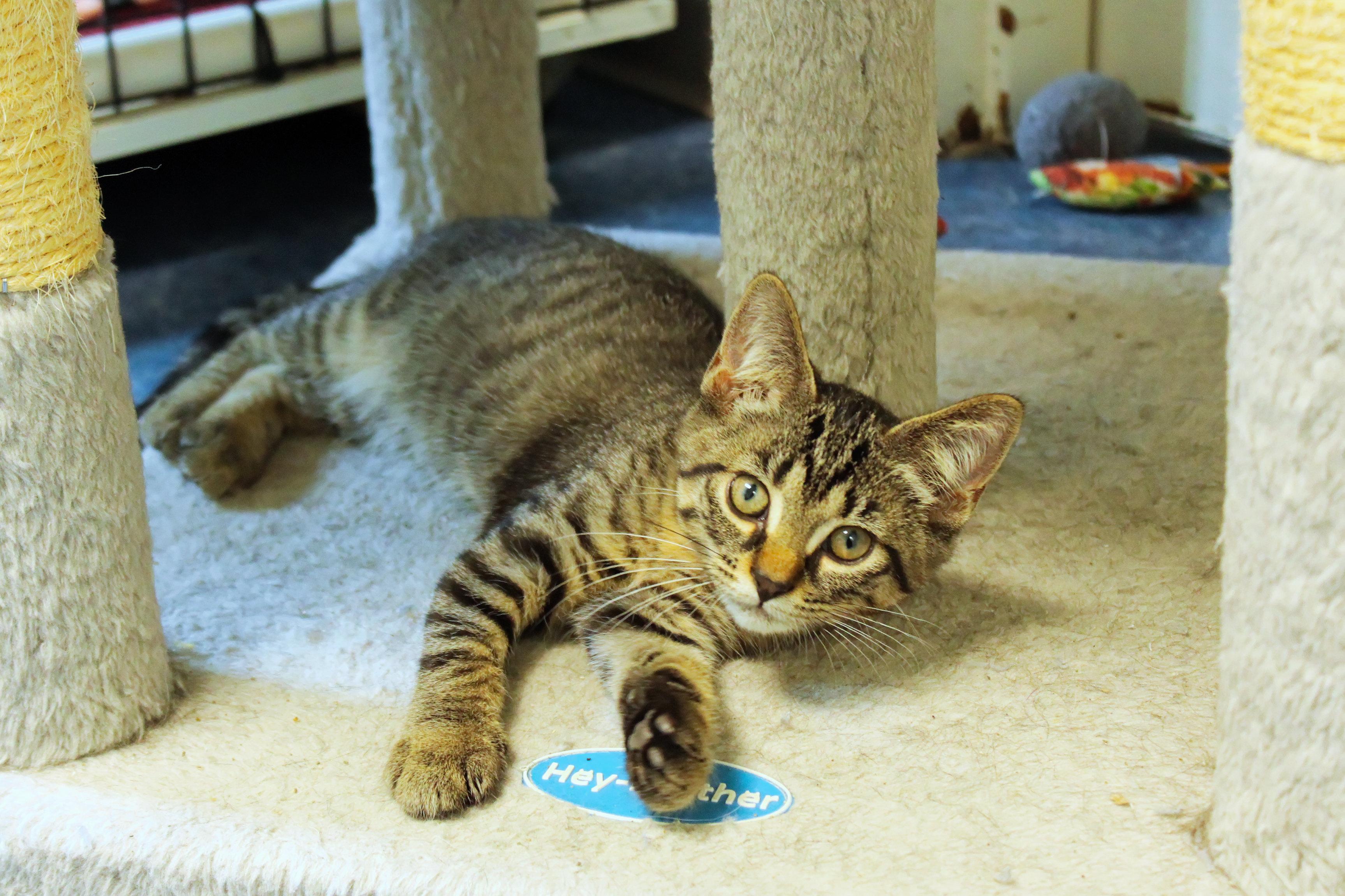 Enlarge Hazel, a Adoptable Domestic Short Hair in Urbana, OH image 4/6