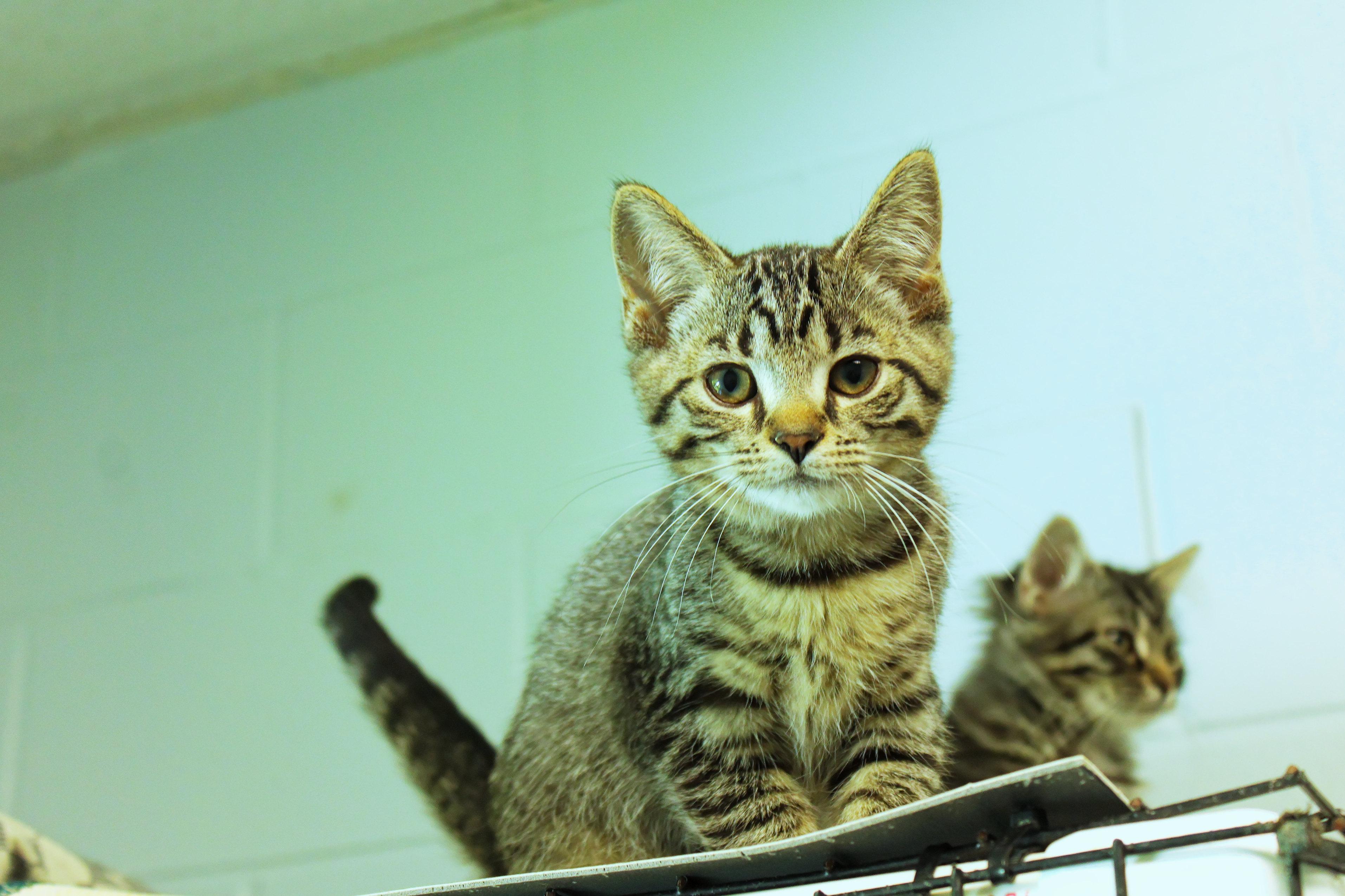 Enlarge Hazel, a Adoptable Domestic Short Hair in Urbana, OH image 3/6