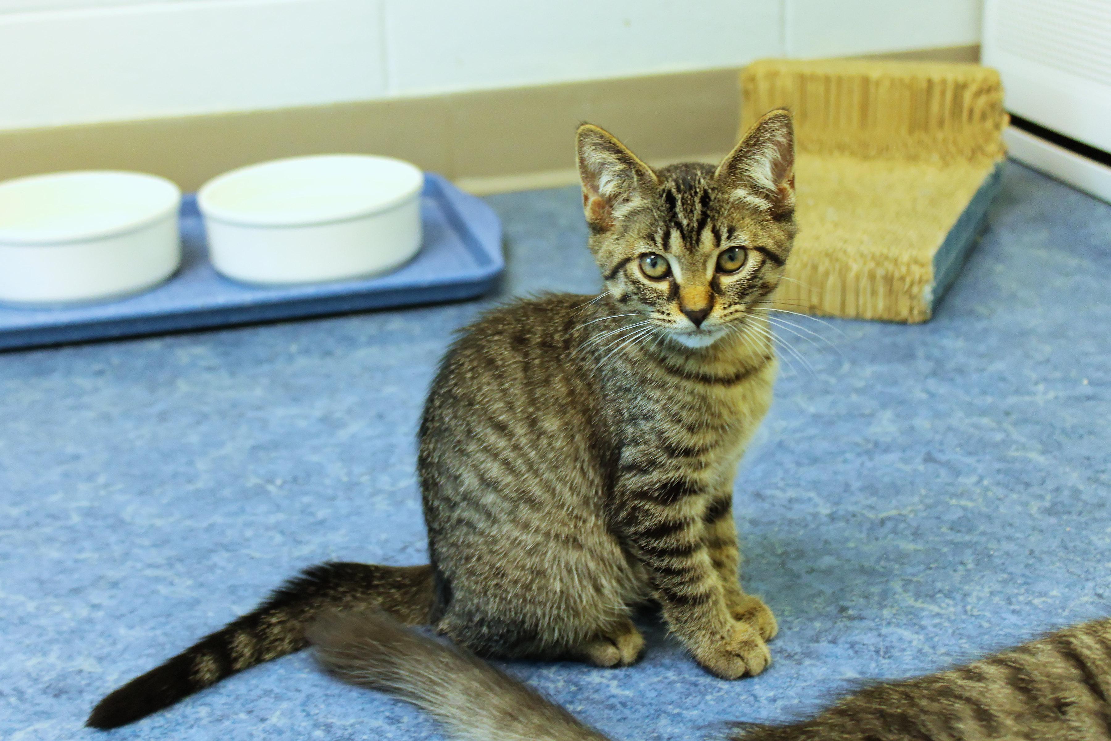 Enlarge Hazel, a Adoptable Domestic Short Hair in Urbana, OH image 2/6