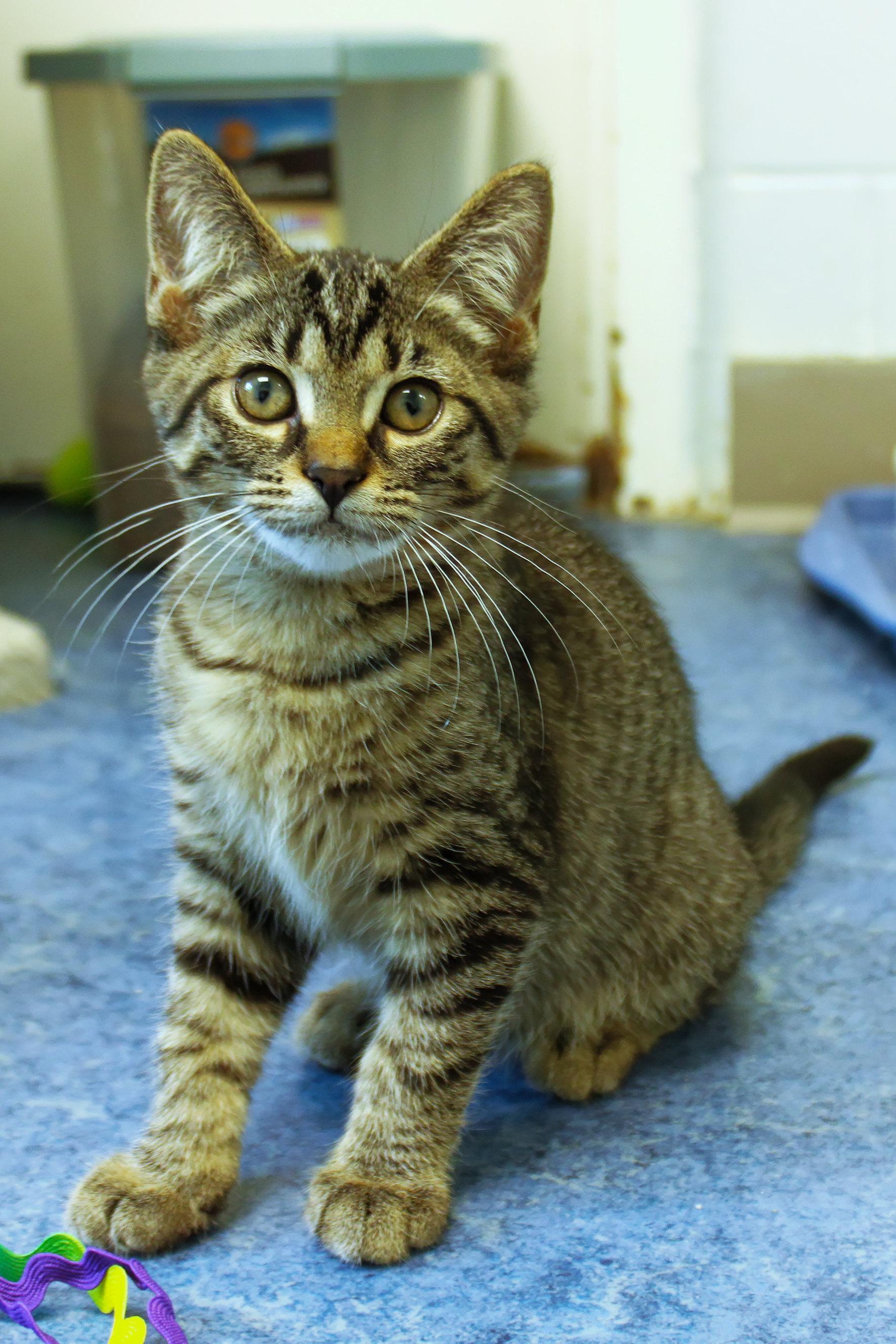 Enlarge Hazel, a Adoptable Domestic Short Hair in Urbana, OH image 1/6
