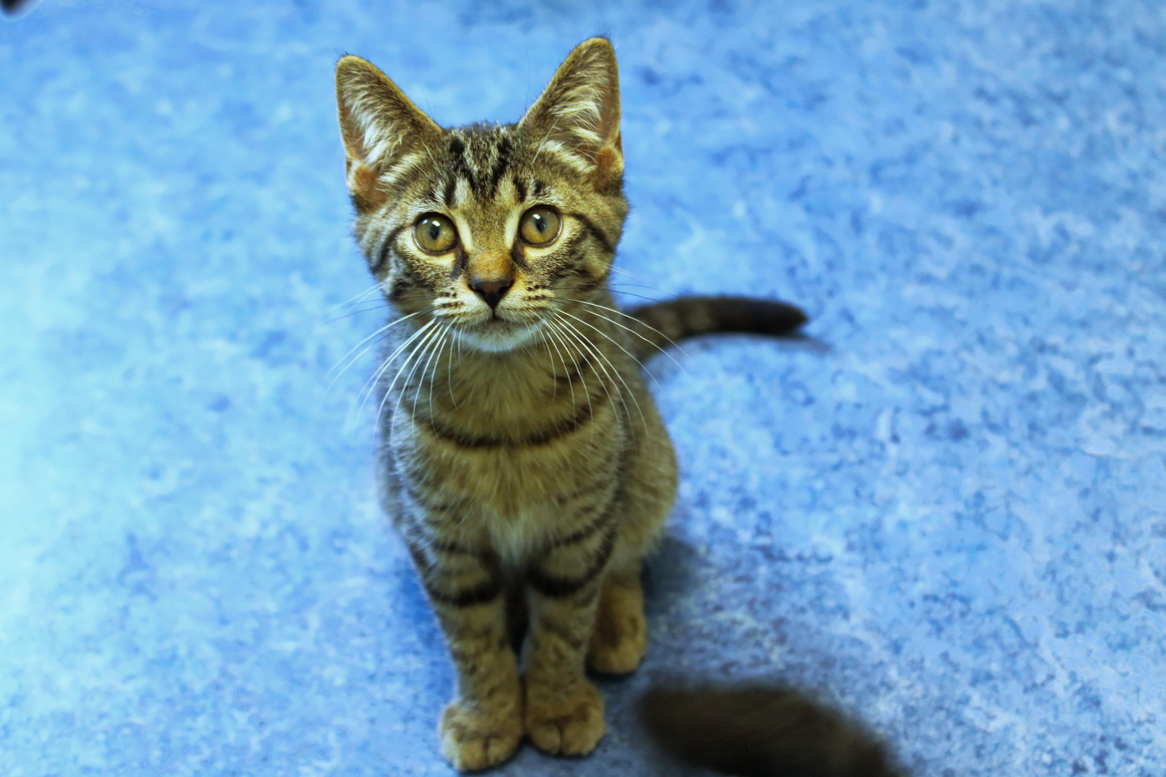 Enlarge Hazel, a Adoptable Domestic Short Hair in Urbana, OH image 6/6