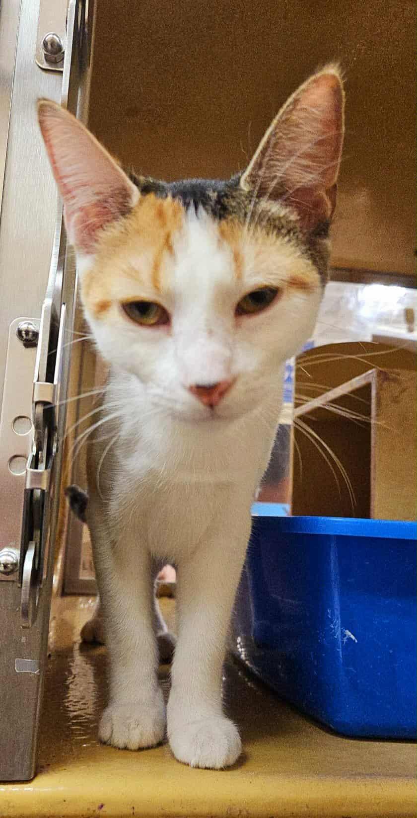 Grumbles, a Adoptable Calico in Keswick, ON image 5/5
