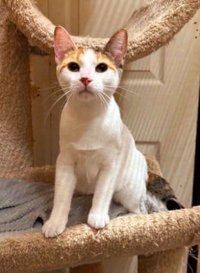 Grumbles, Adoptable, Young Female Calico.