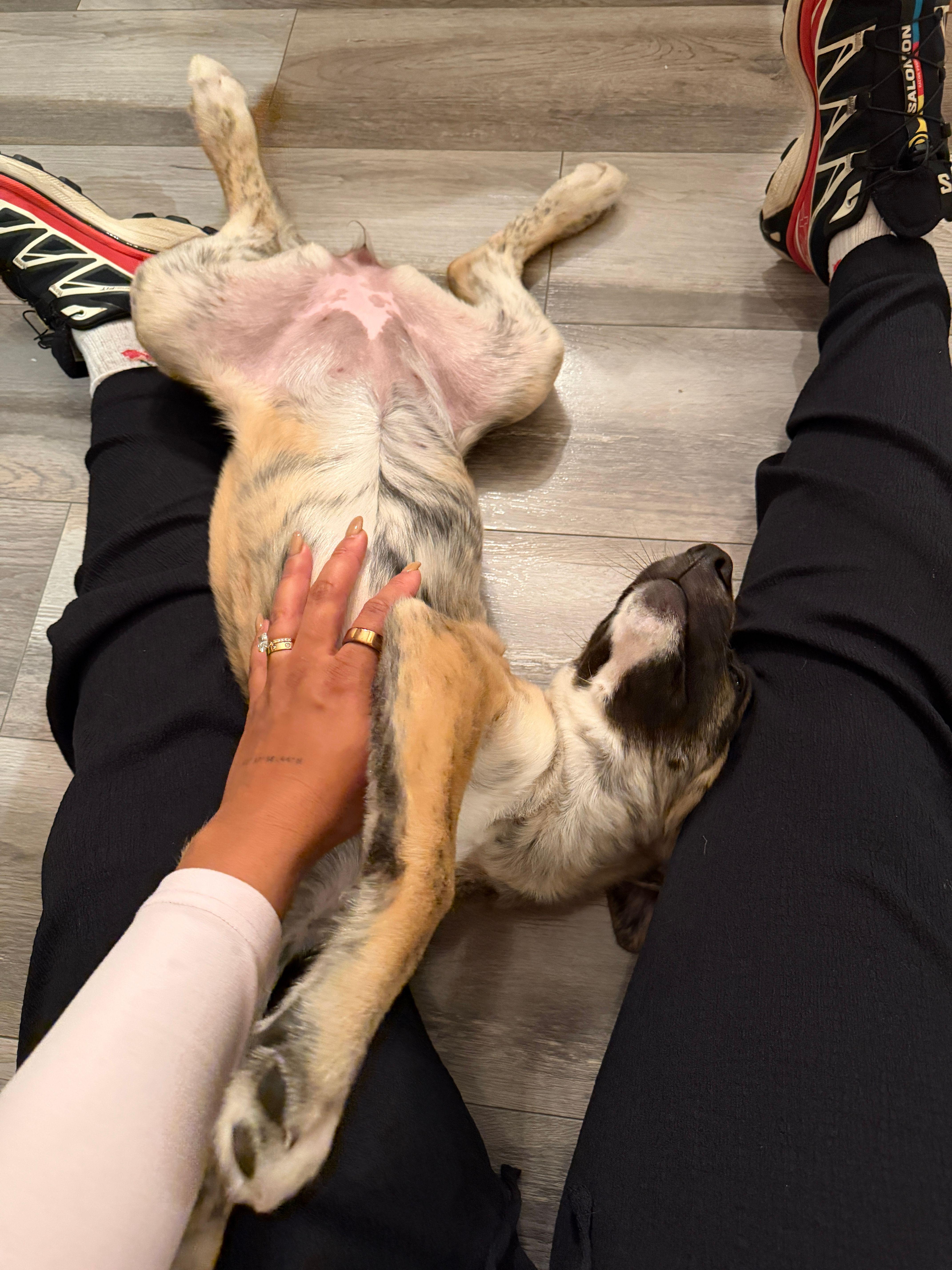 Enlarge Lottie, a Adoptable Mixed Breed in Toronto, ON image 6/6