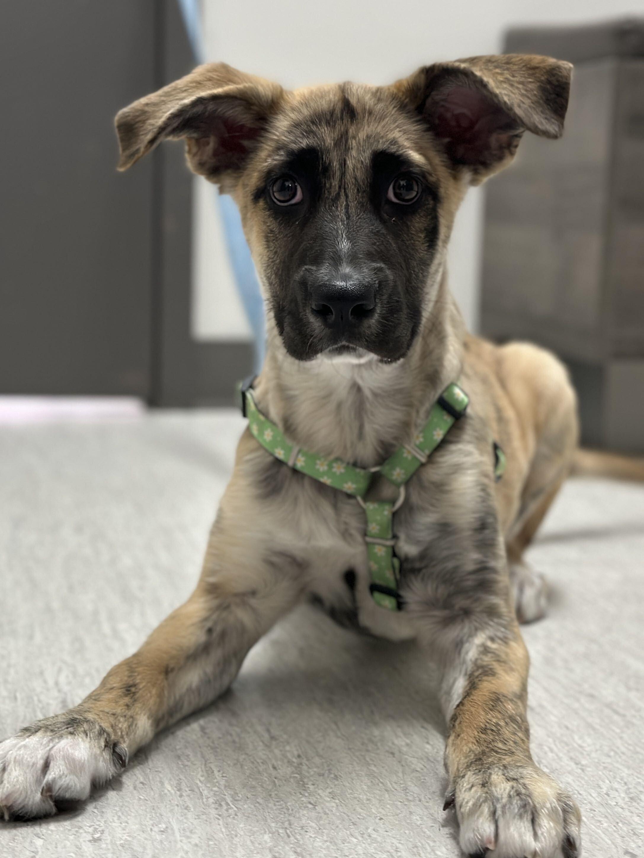 Enlarge Lottie, a Adoptable Mixed Breed in Toronto, ON image 4/6