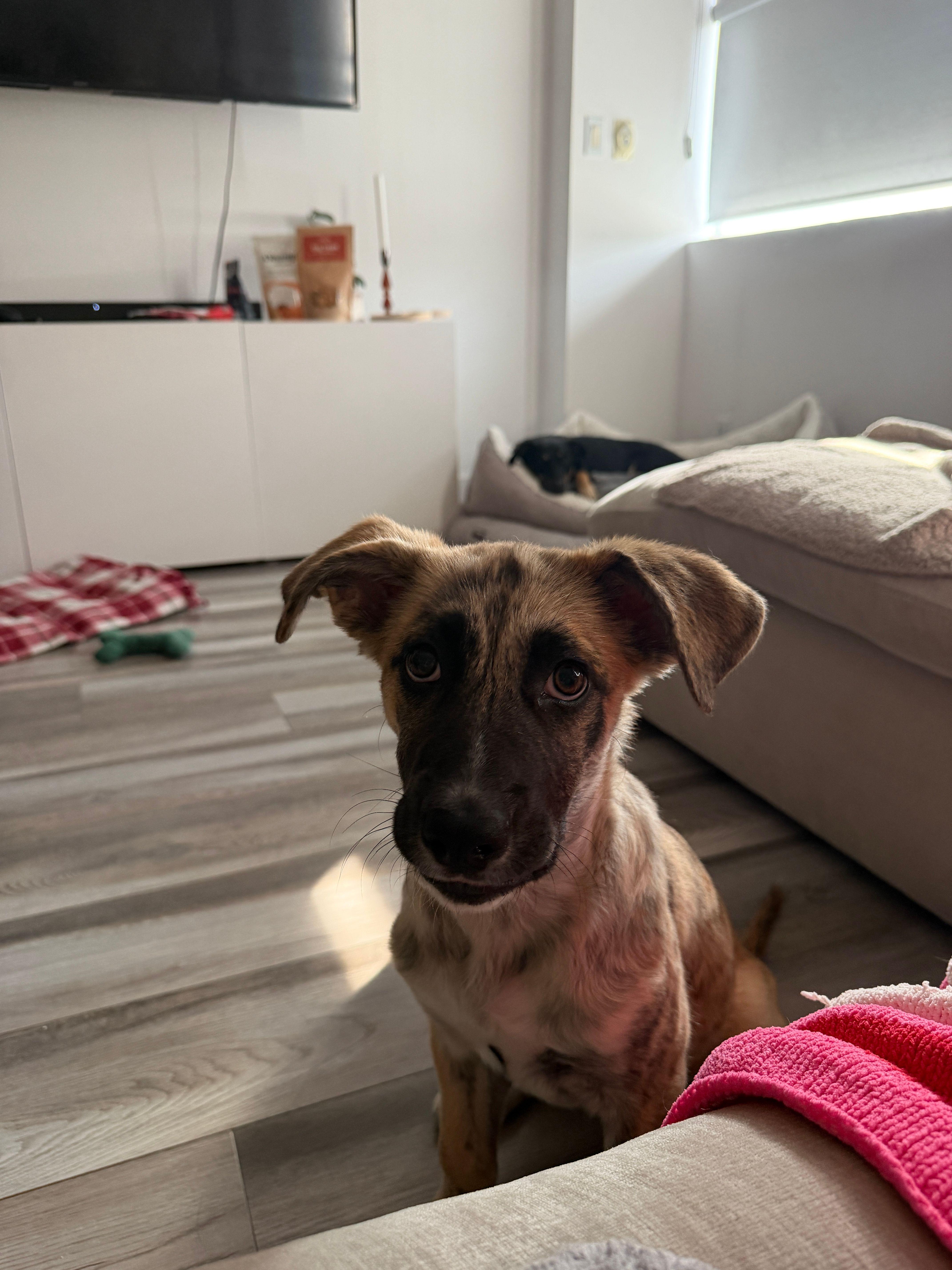 Enlarge Lottie, a Adoptable Mixed Breed in Toronto, ON image 5/6