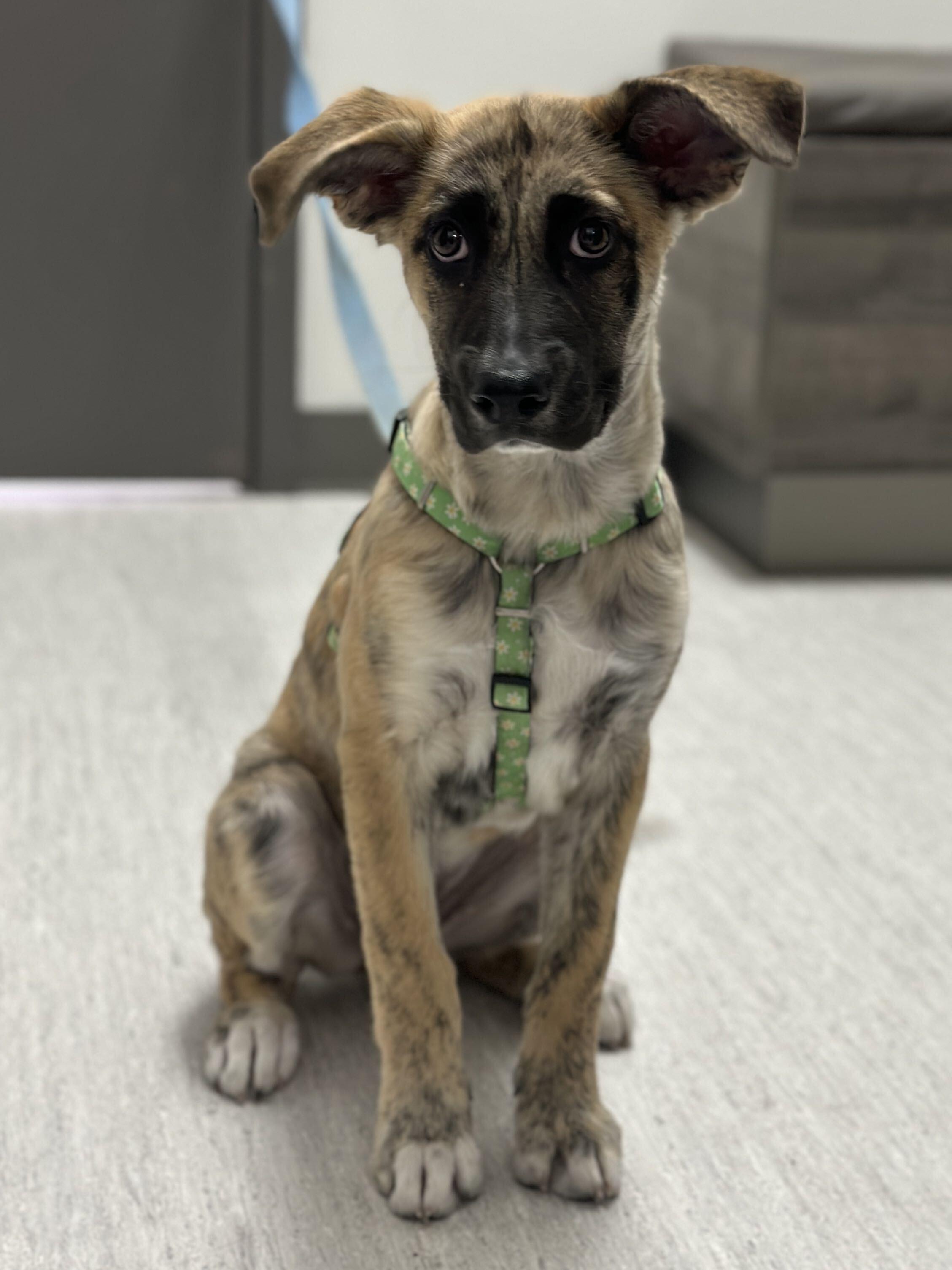 Enlarge Lottie, a Adoptable Mixed Breed in Toronto, ON image 3/6